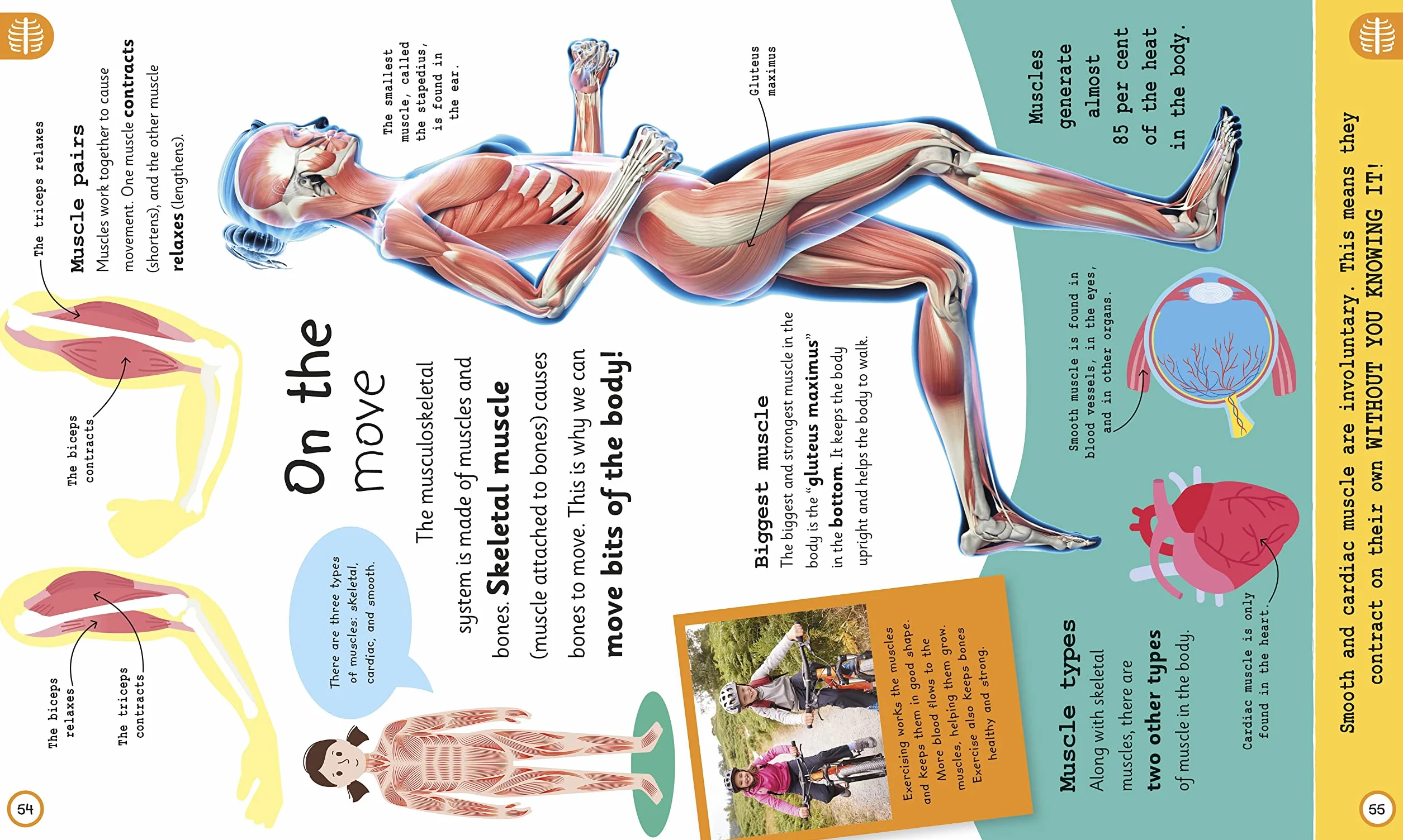 My Very Important Human Body Encyclopedia: For Little Learners