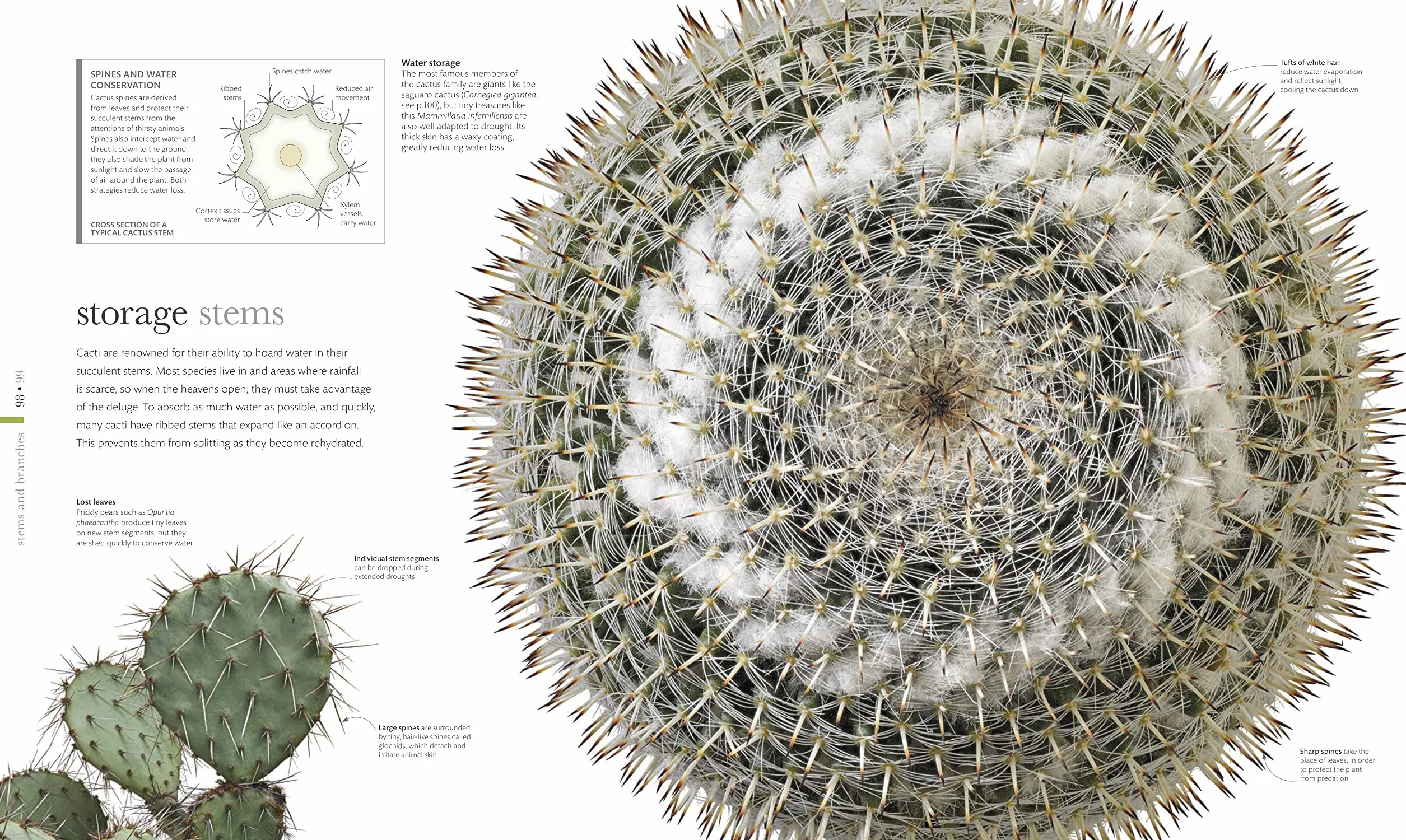 The Science of Plants: Inside their Secret World