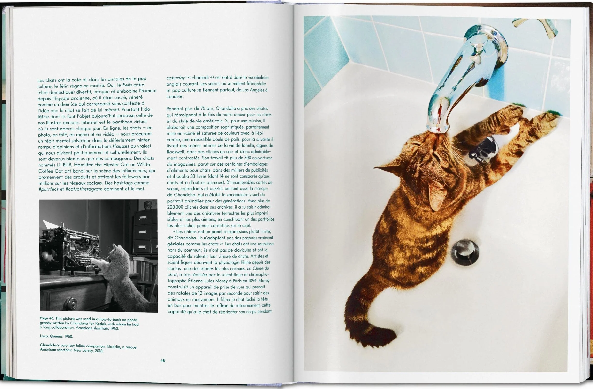 Cats Photographs 1942-2018