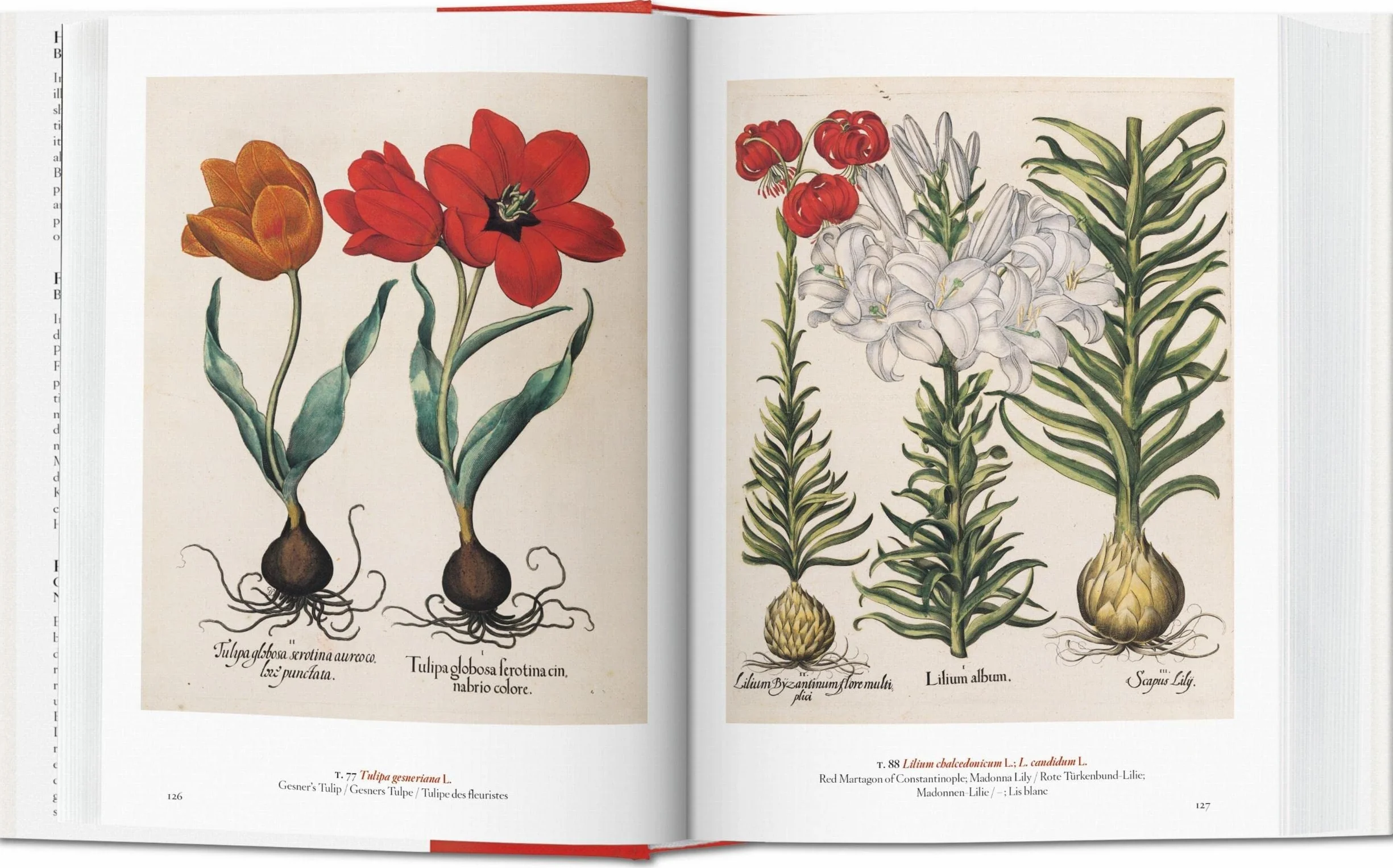 Masterpieces of Botanical Illustration 45th Ed.