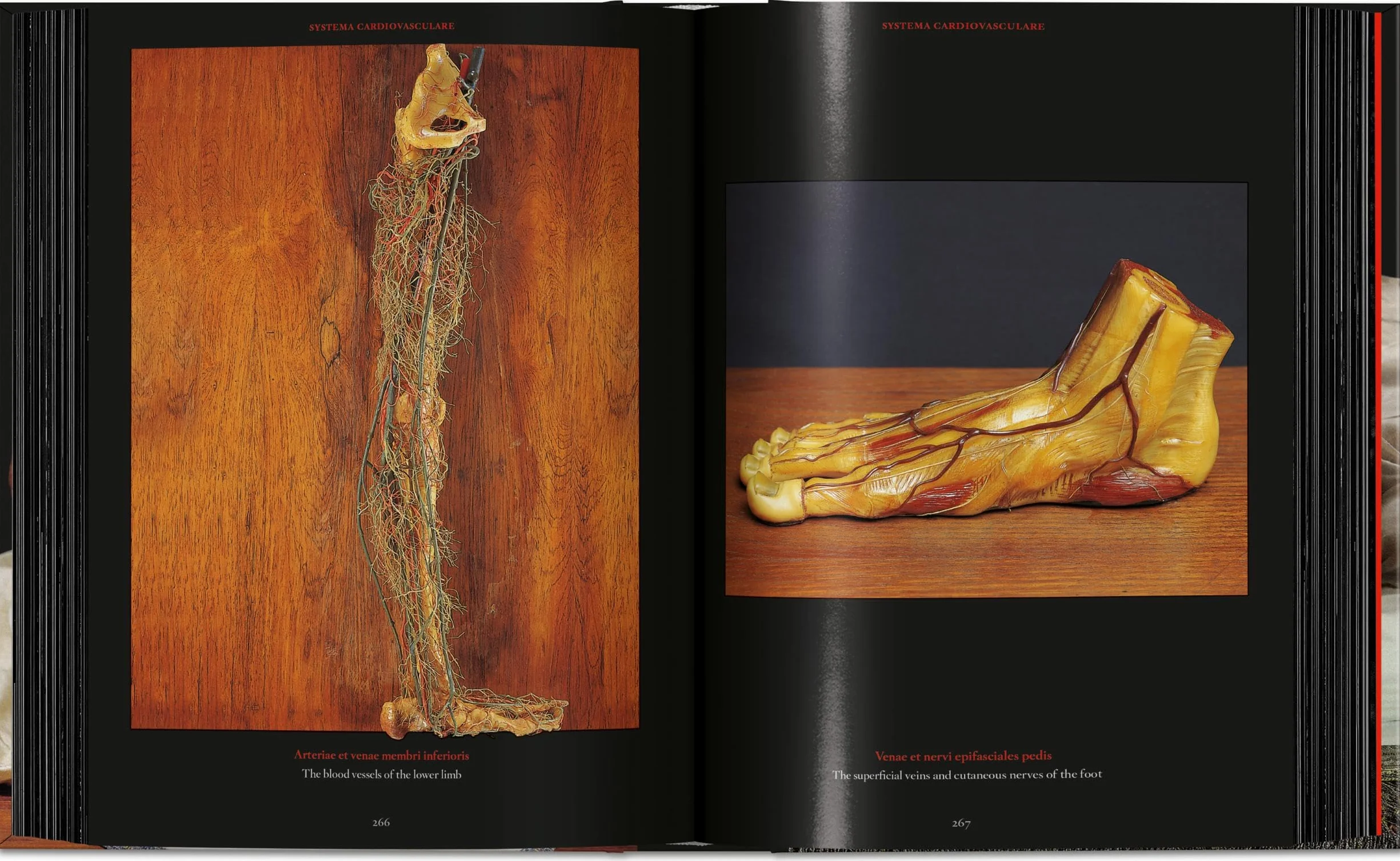 Anatomical Waxes. 45th Ed.