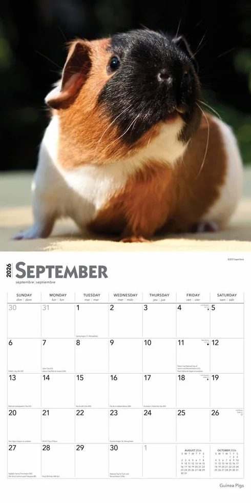 Guinea Pigs Meerschweinschen 2026 16-Monatskalender Original BrownTrout-Kalender Mehrsprachig