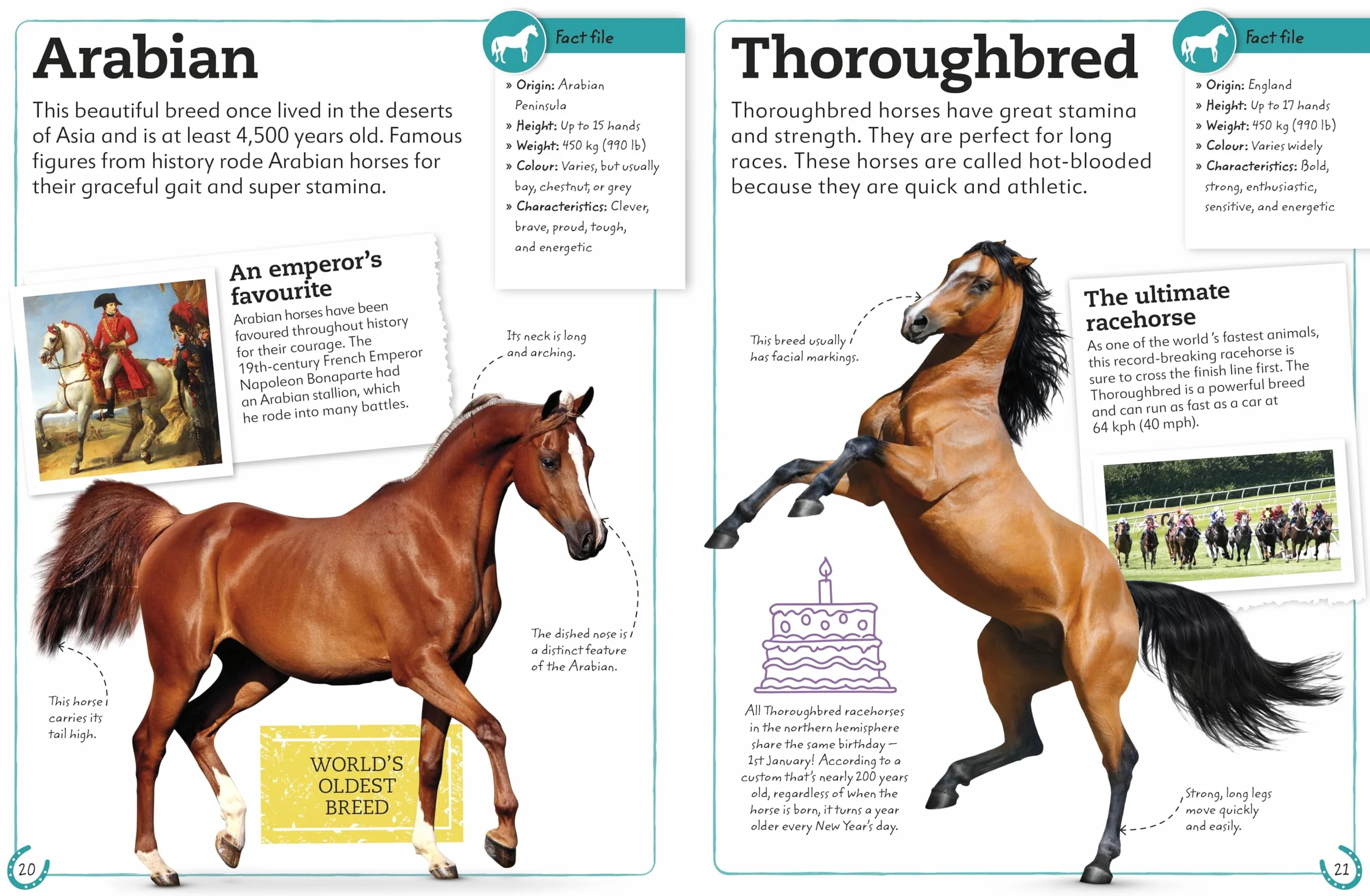 My Book of Horses and Ponies: Fact-Filled Guide to Equine Friends