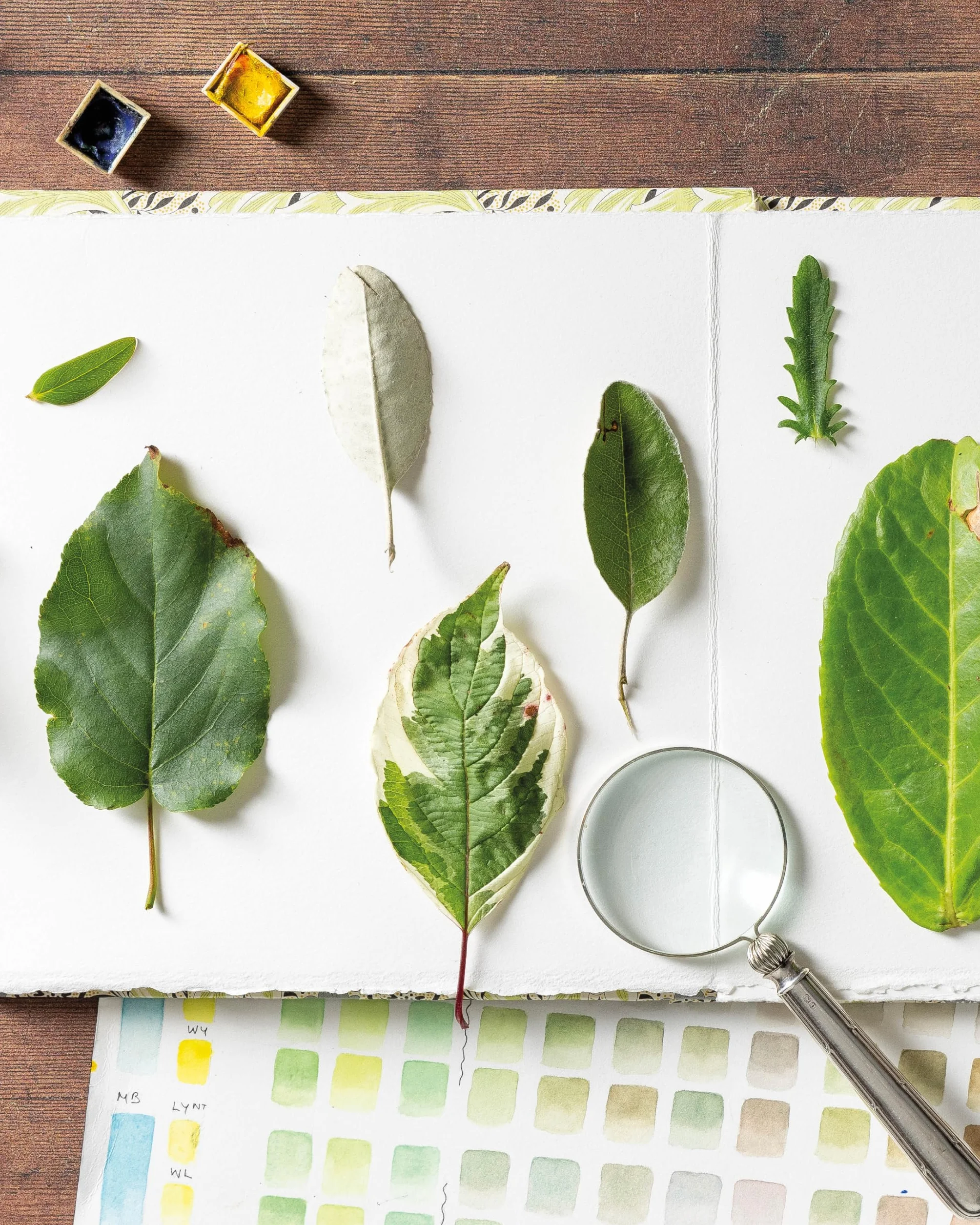 Sketching Nature: The Beginner's Guide to Keeping a Botanical Sketchbook