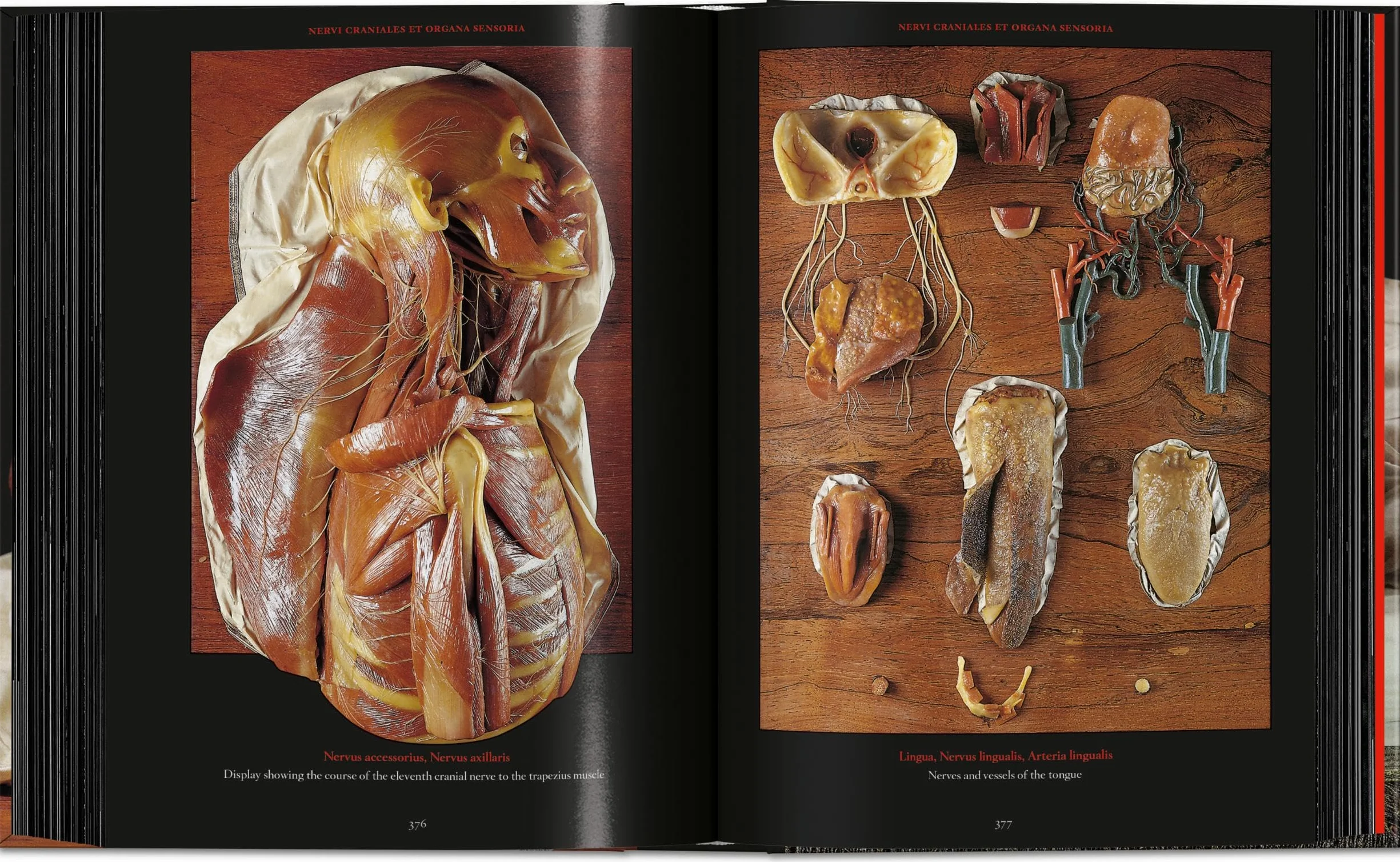 Anatomical Waxes. 45th Ed.