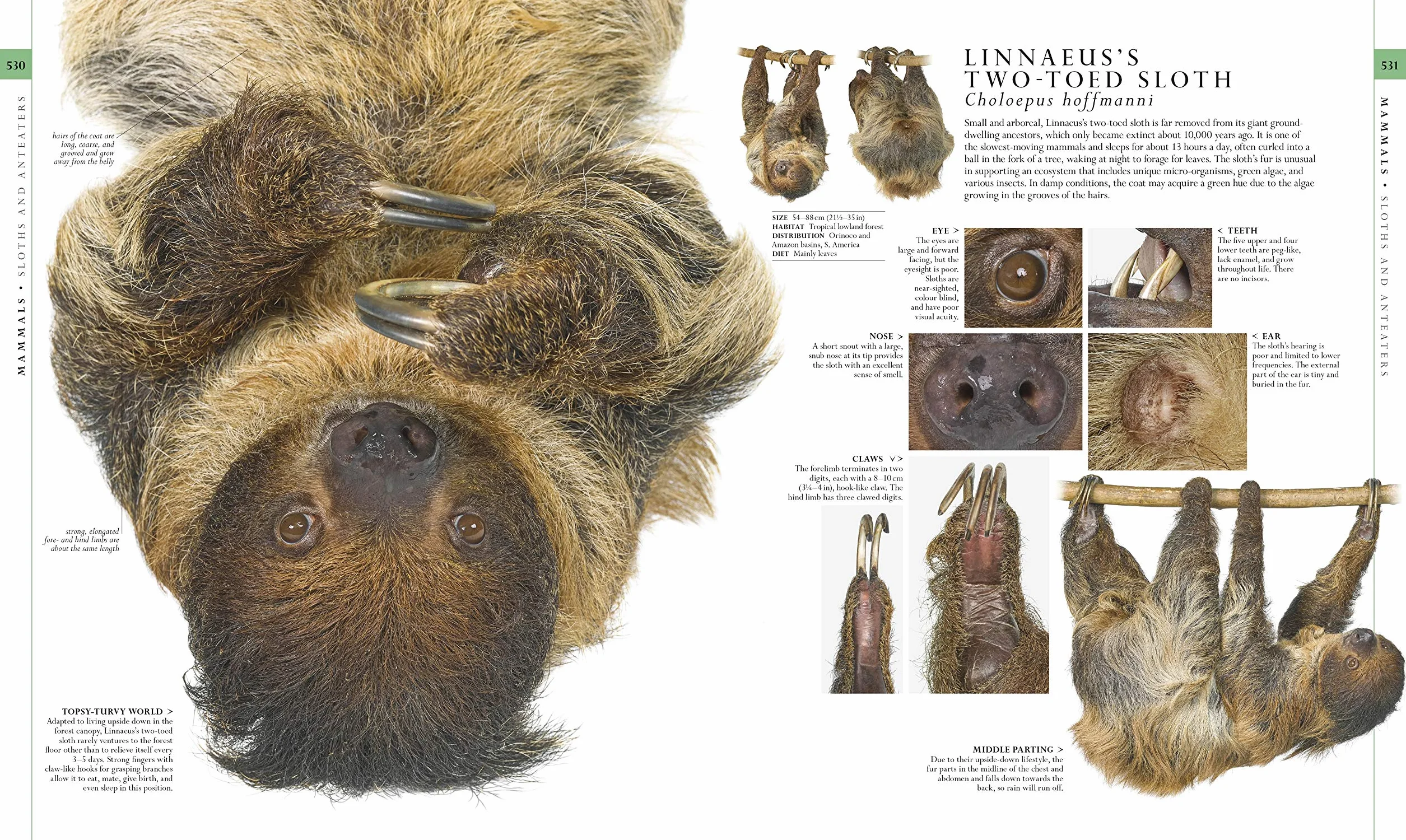 The Natural History Book: The Ultimate Visual Guide to Everything on Earth