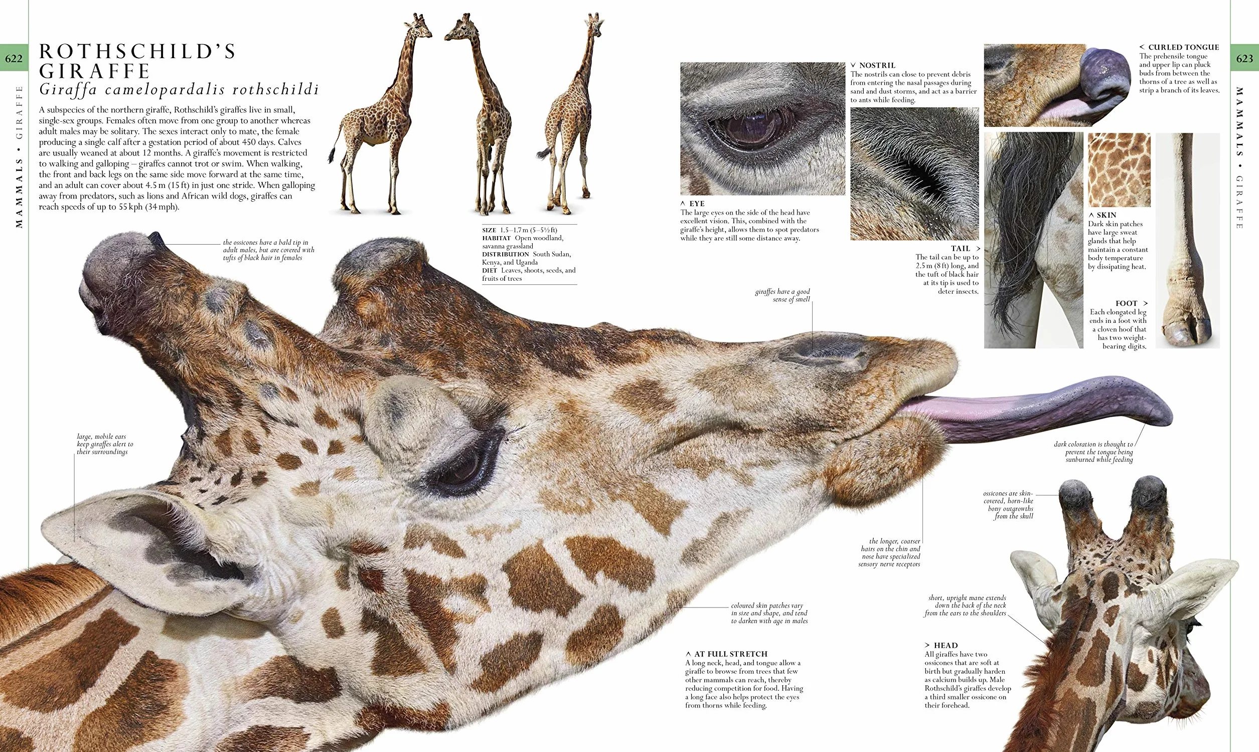 The Natural History Book: The Ultimate Visual Guide to Everything on Earth