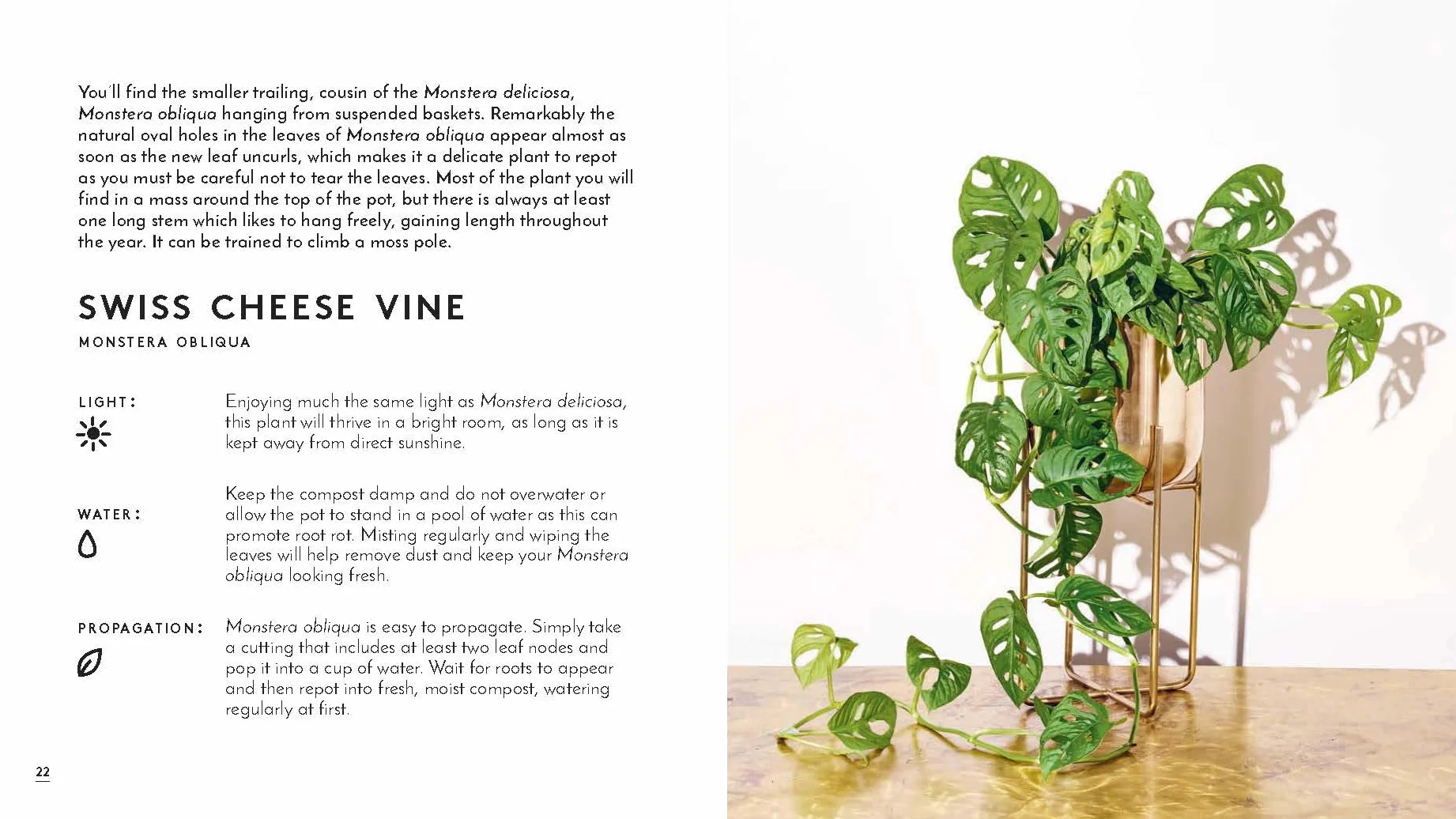 Little Book of House Plants and Other Greenery
