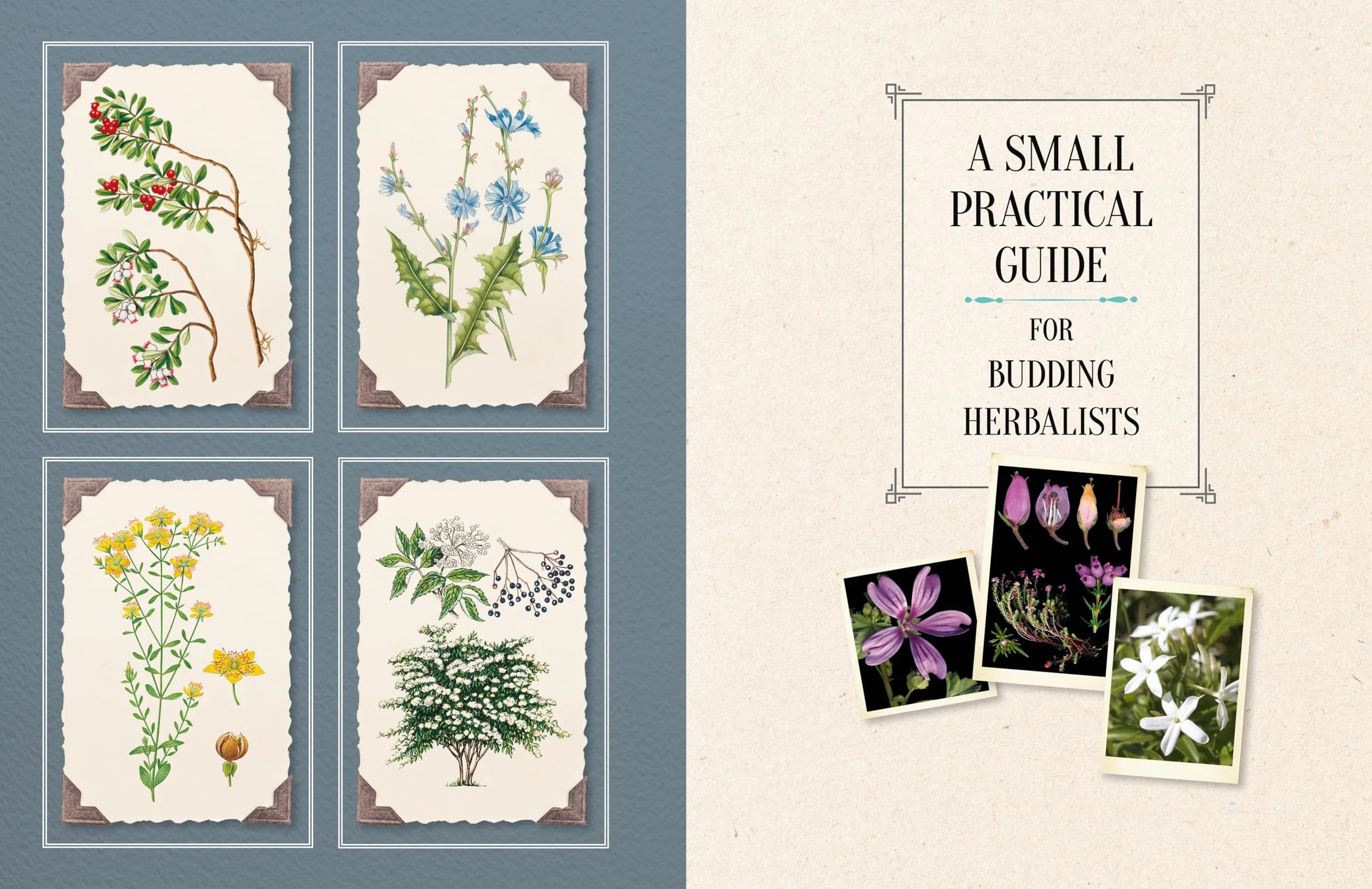 100 Plants That Heal: The Illustrated Herbarium of Medicinal Plants