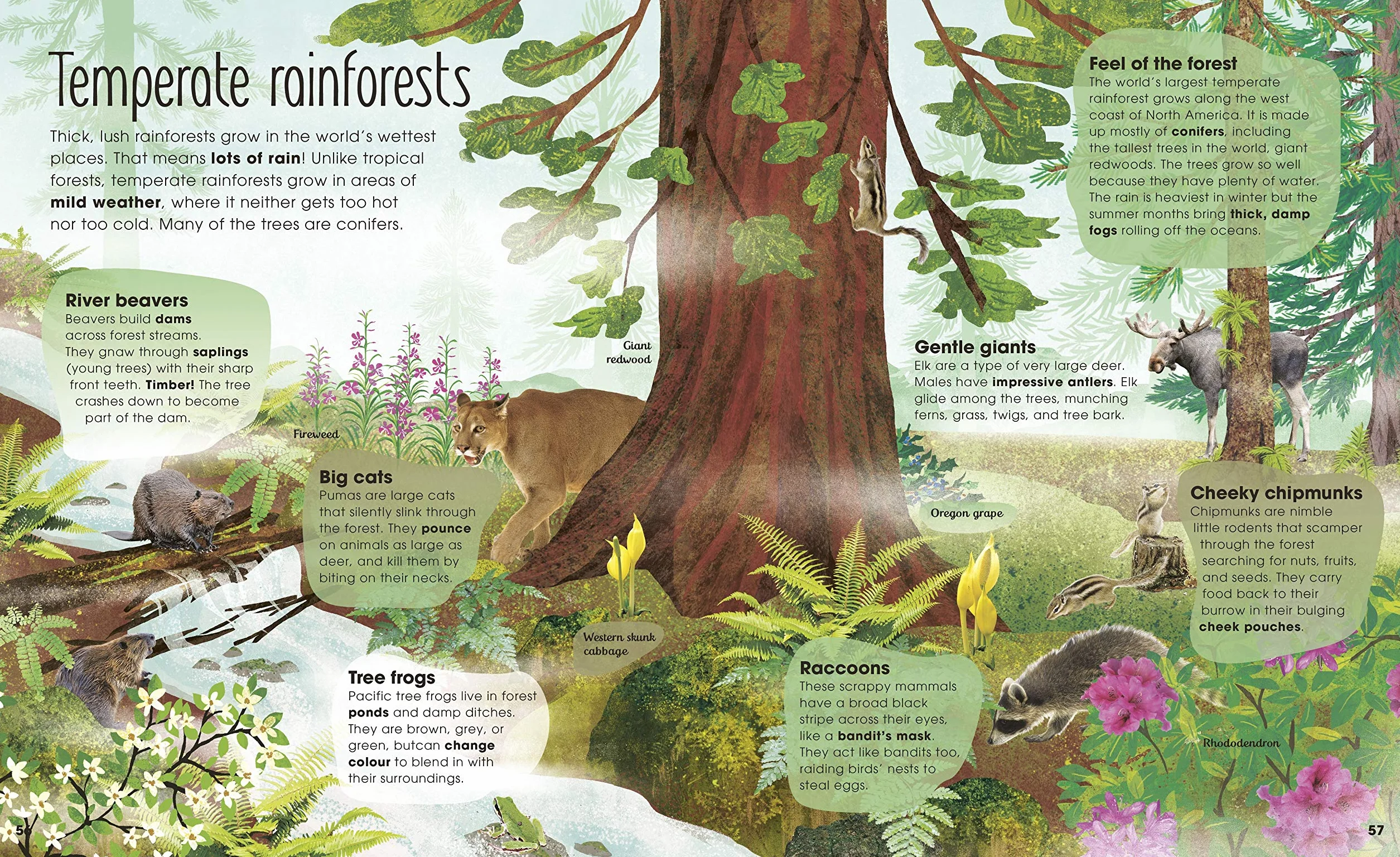 The Magic and Mystery of Trees (The Magic and Mystery of Nature)