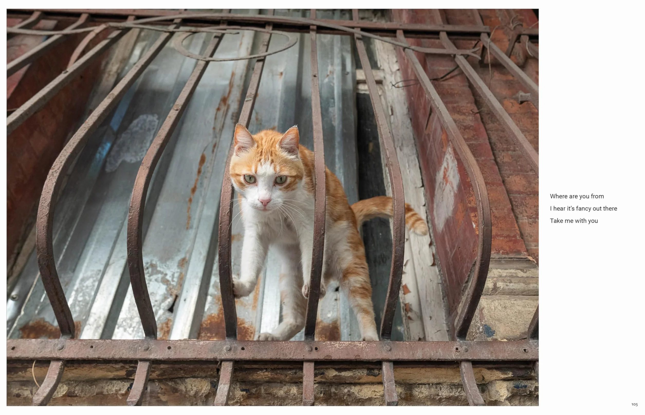 City Cats of Istanbul /anglais