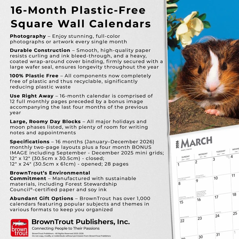 Guinea Pigs Meerschweinschen 2026 16-Monatskalender Original BrownTrout-Kalender Mehrsprachig