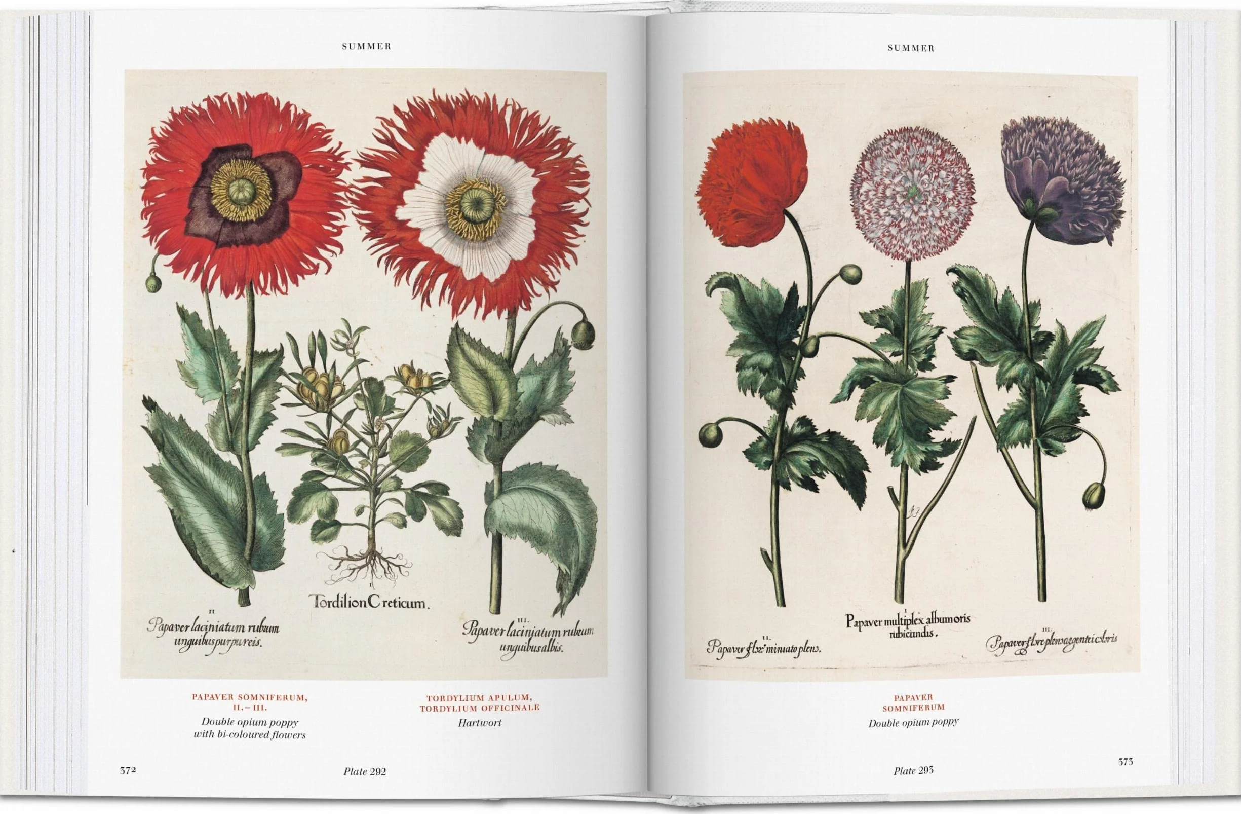 Basilius beslers florilegium the book of plants anglais