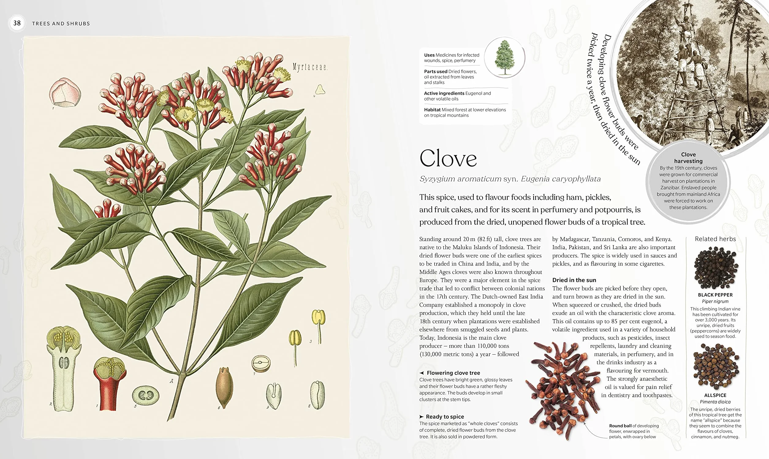 The Herb Book: Stories, Science, and History of Herbs