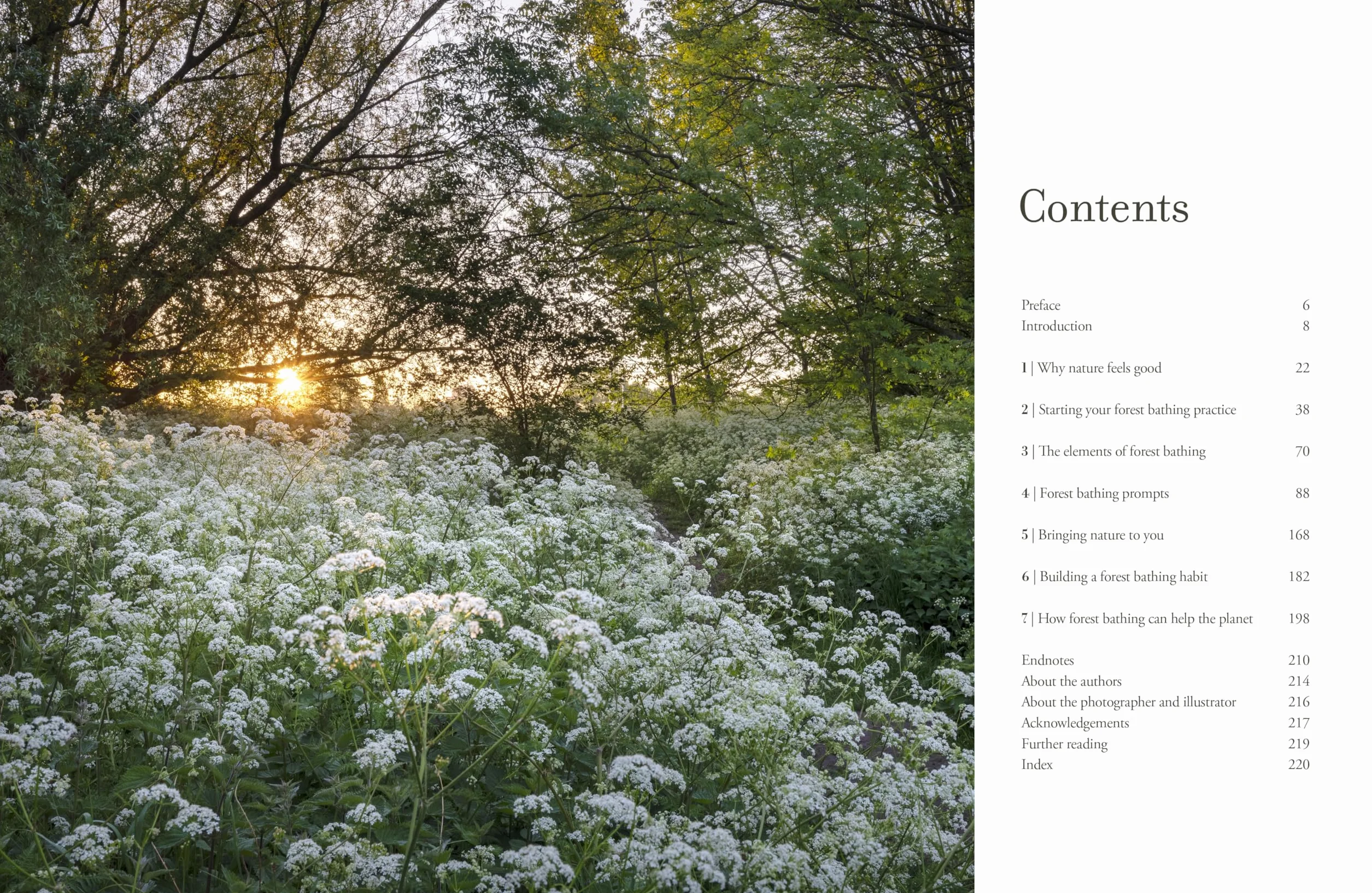 The Healing Power of Trees: The Definitive Guide to Forest Bathing