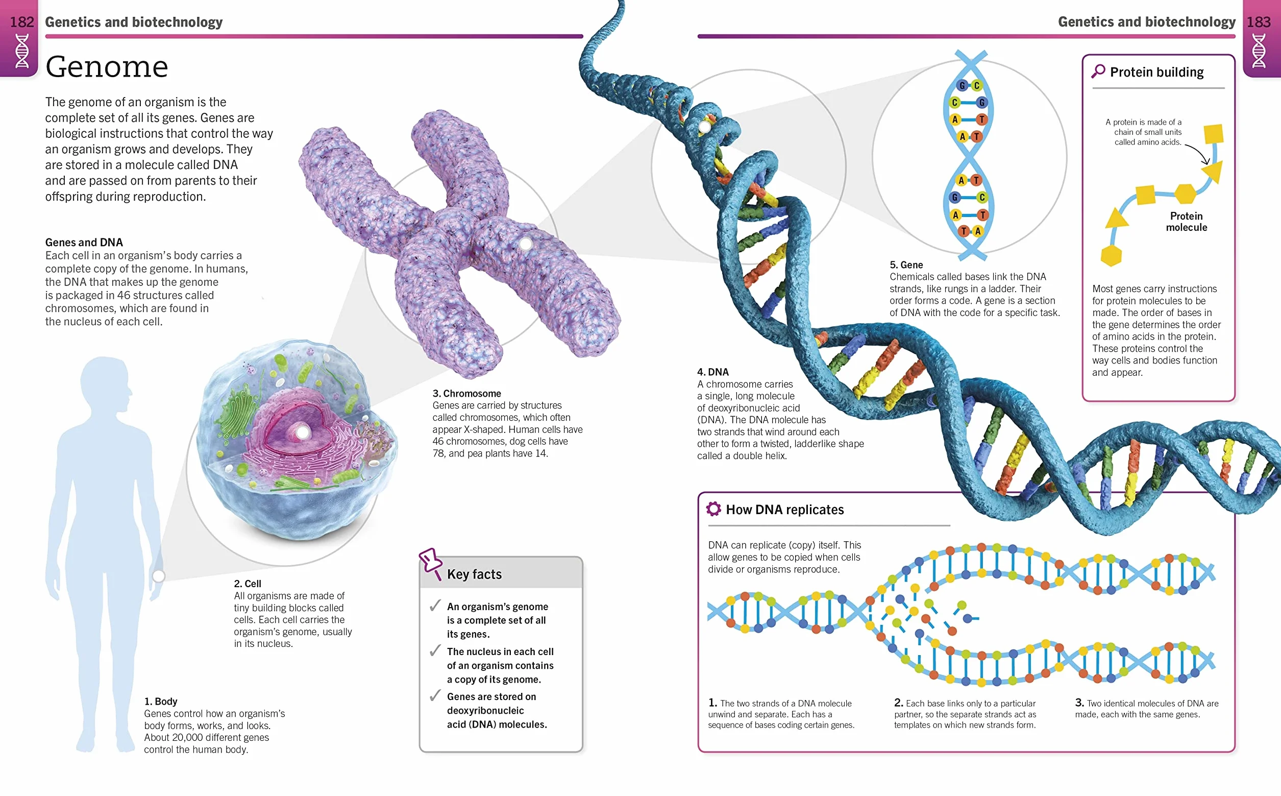 Super Simple Biology: The Ultimate Bitesize Study Guide