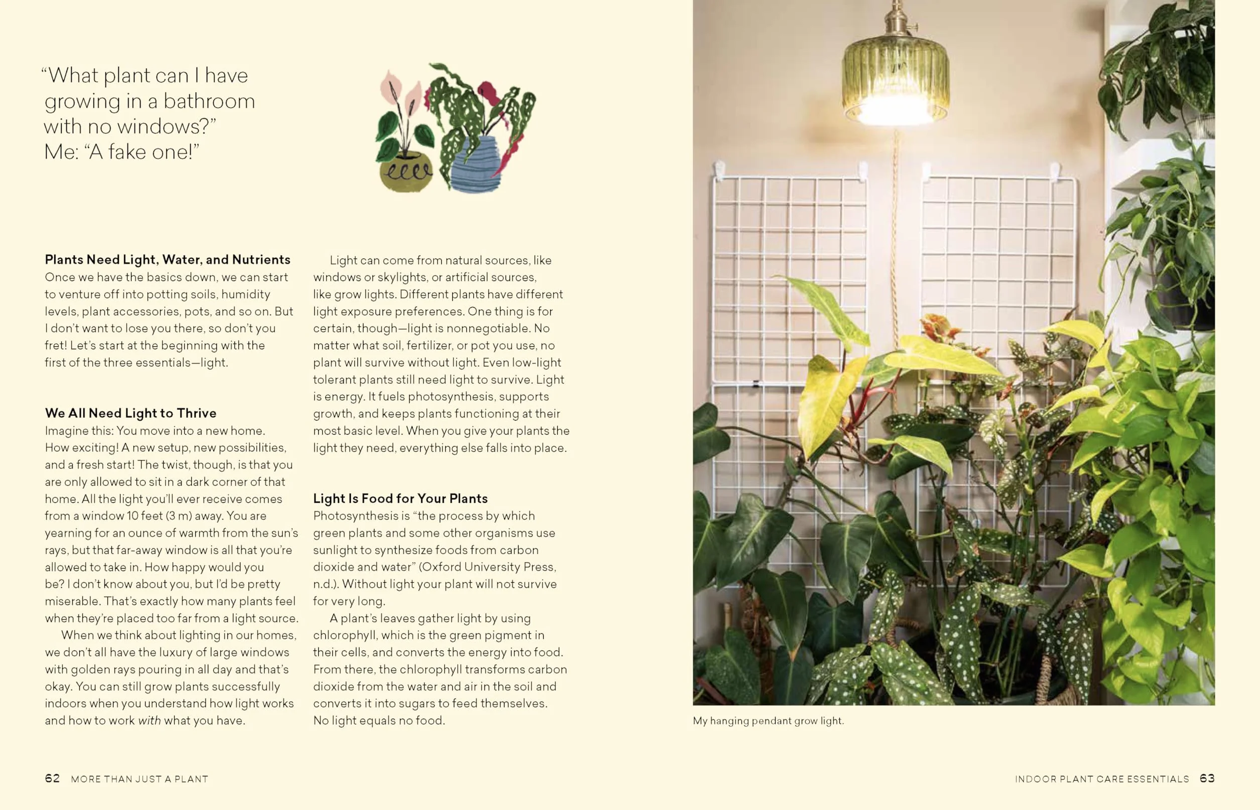 How to Care for Plants: Plant Care Guide
