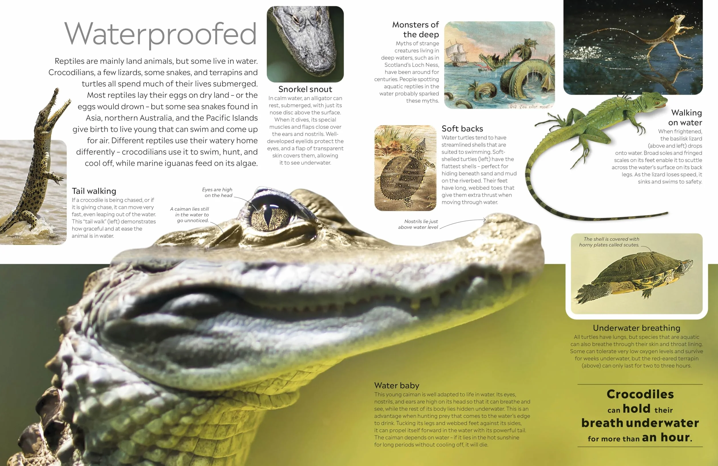 DK Eyewitness Reptile