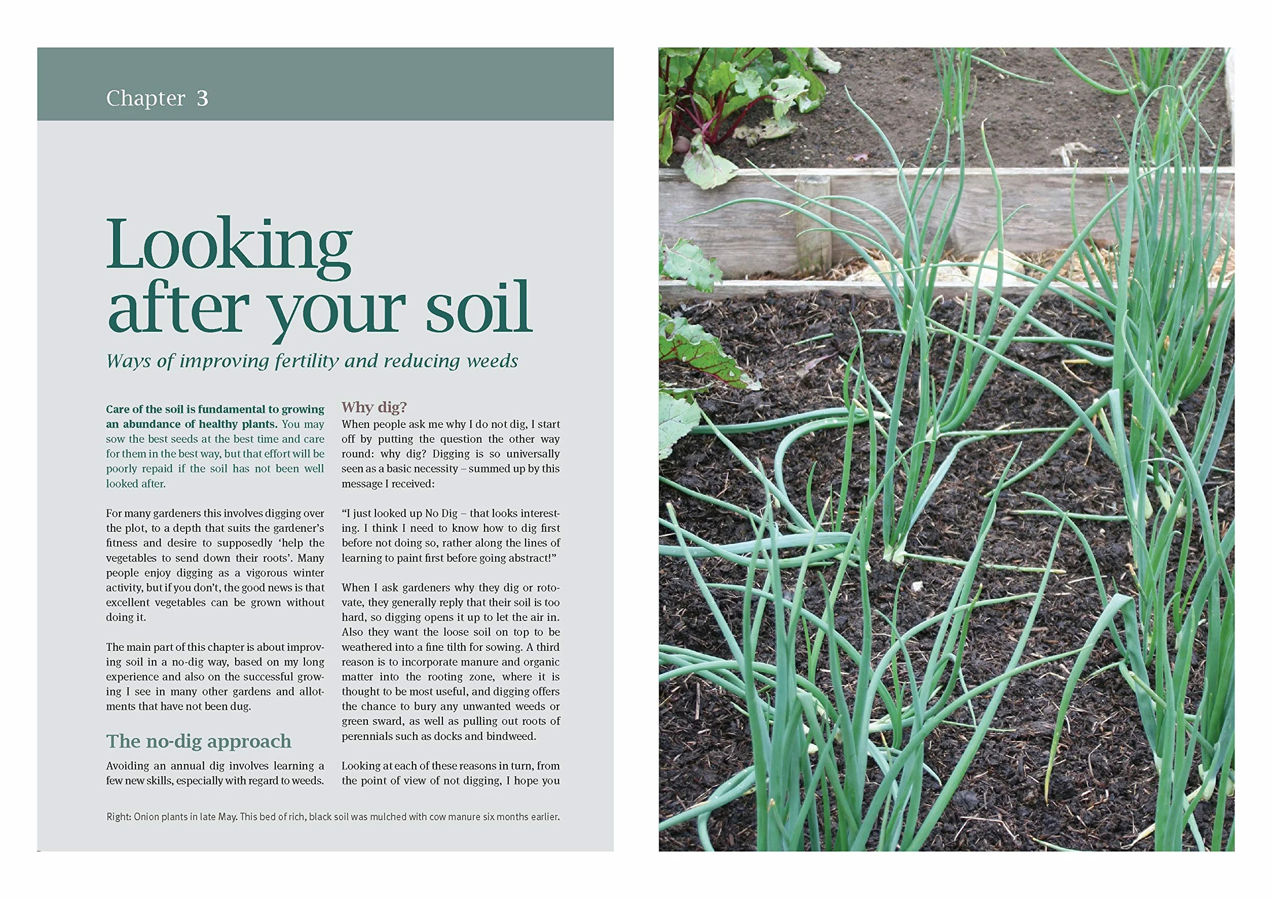 How to Grow Winter Vegetables