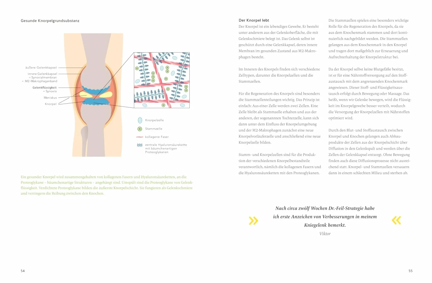 Arthrose endlich heilen: Die revolutionäre Strategie zur Knorpelregeneration nach Dr. Feil - Ernährung & Bewegung bei Arthrose. SPIEGEL-Bestseller