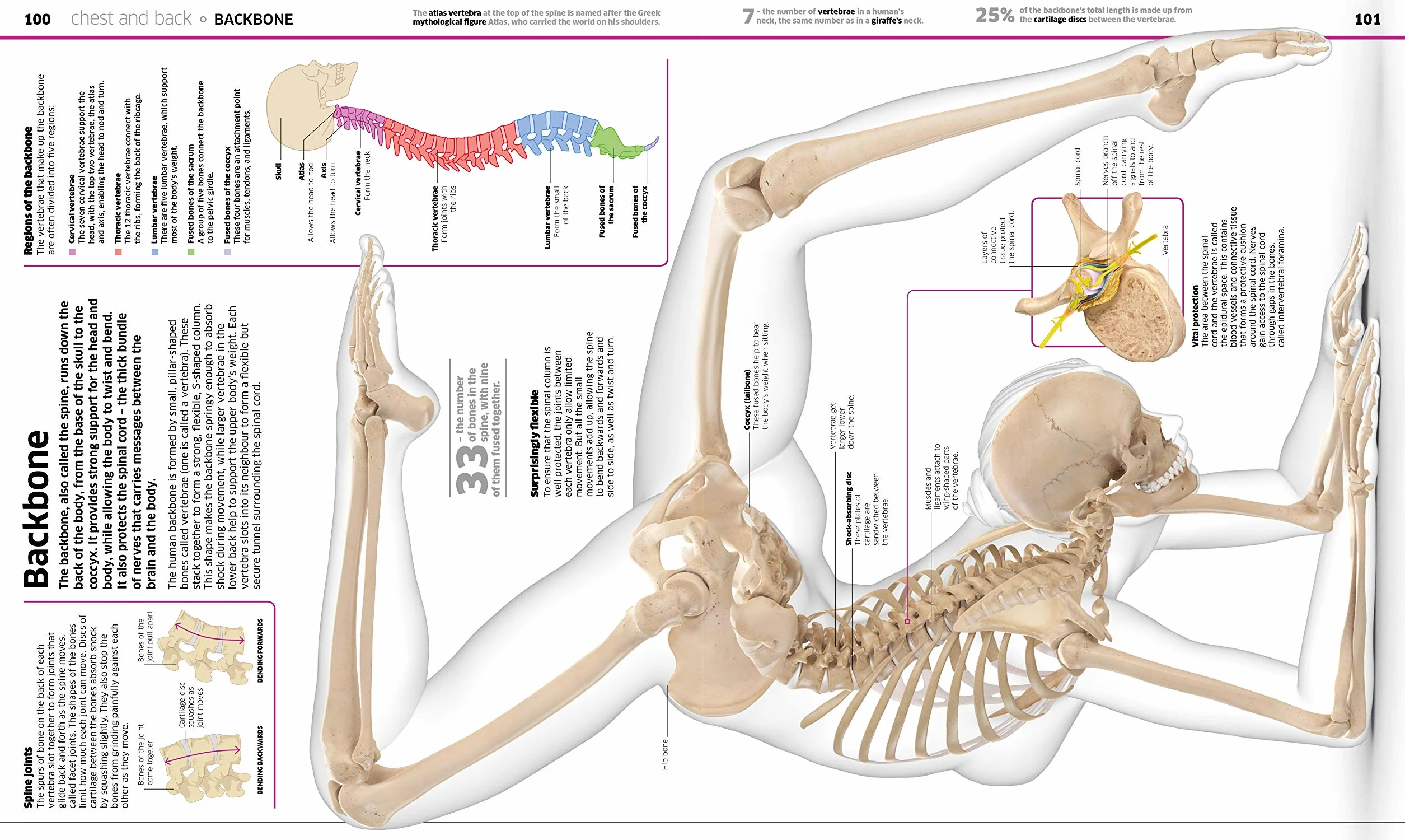 Knowledge Encyclopedia Human Body! (Knowledge Encyclopedias): Human Anatomy as You've Never Seen It Before