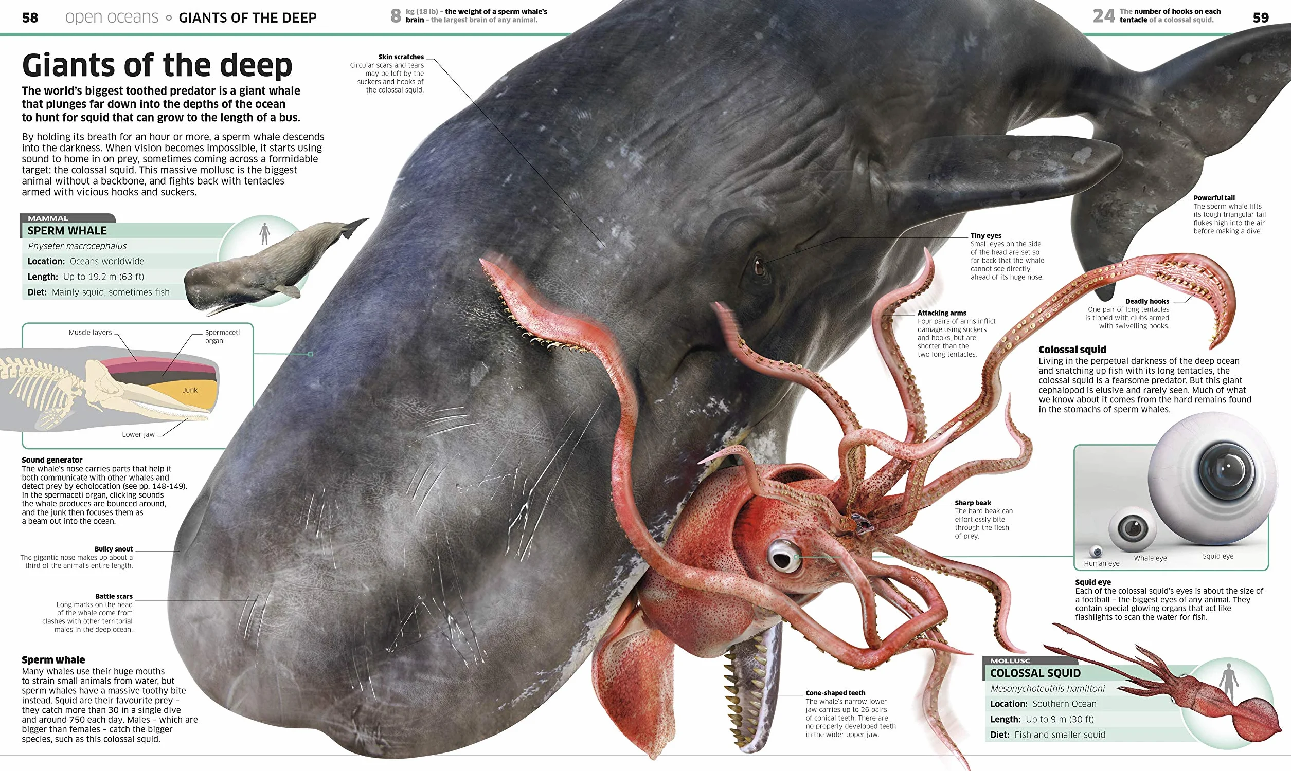 Knowledge Encyclopedia Ocean!: Our Watery World As You've Never Seen It Before