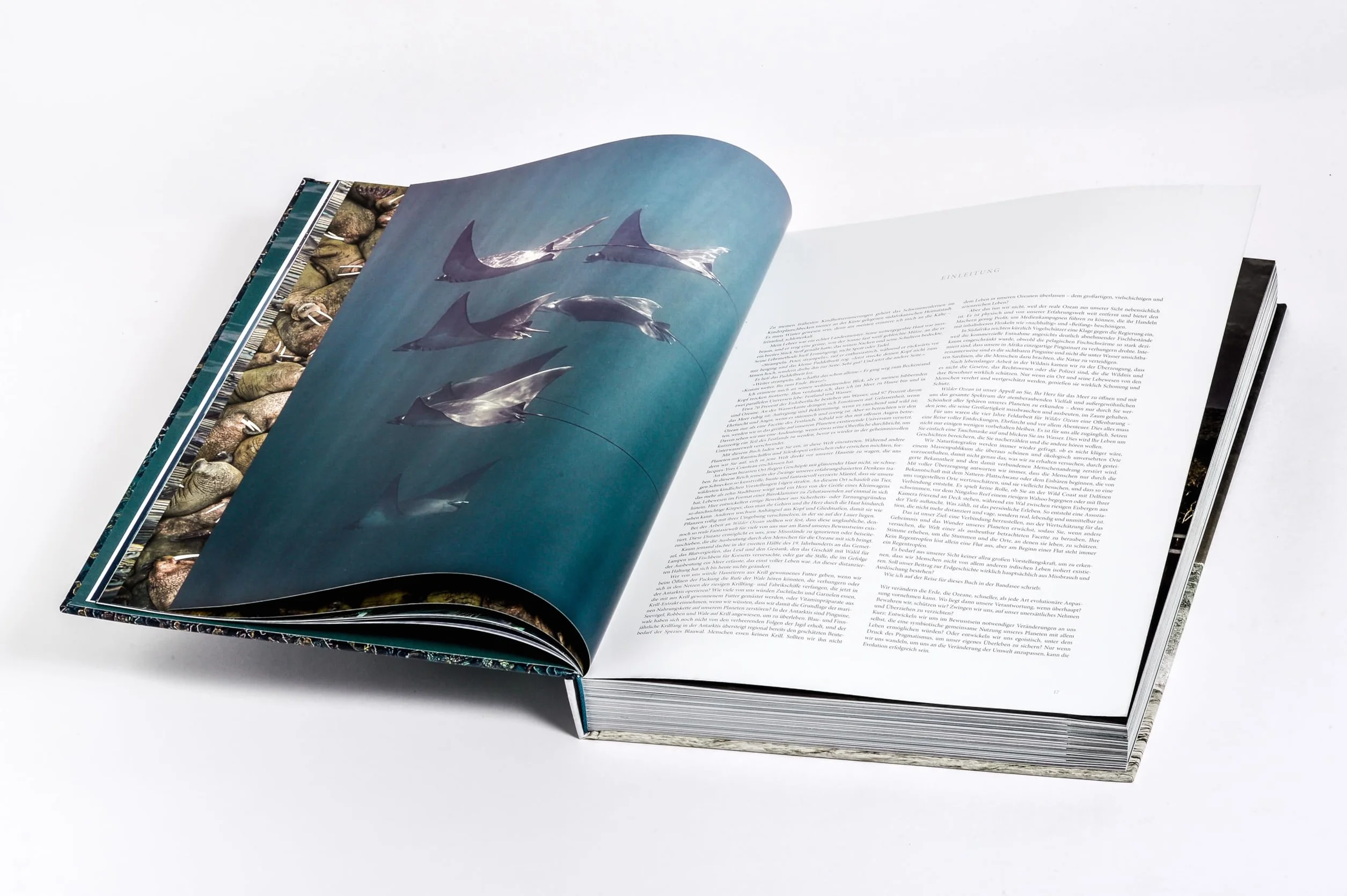 Wilder Ozean: Eine Reise in die ungezähmte Natur der Weltmeere. Opulenter Coffee-Table-Band mit über 200 faszinierenden Fotografien