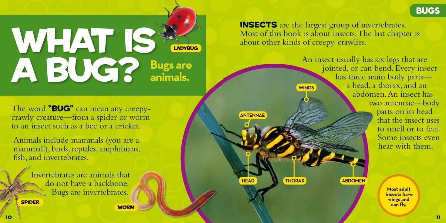 Little Kids First Big Book of Bugs