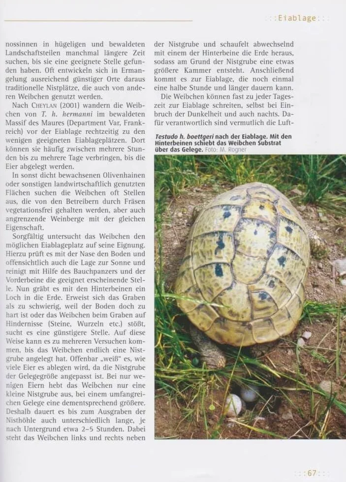 Griechische Landschildkröten: (Testudo hemanni hermanni, T. h. boettergi, T. h. hervegovinensis). Verbreitung, Lebensräume, Haltung und Vermehrung