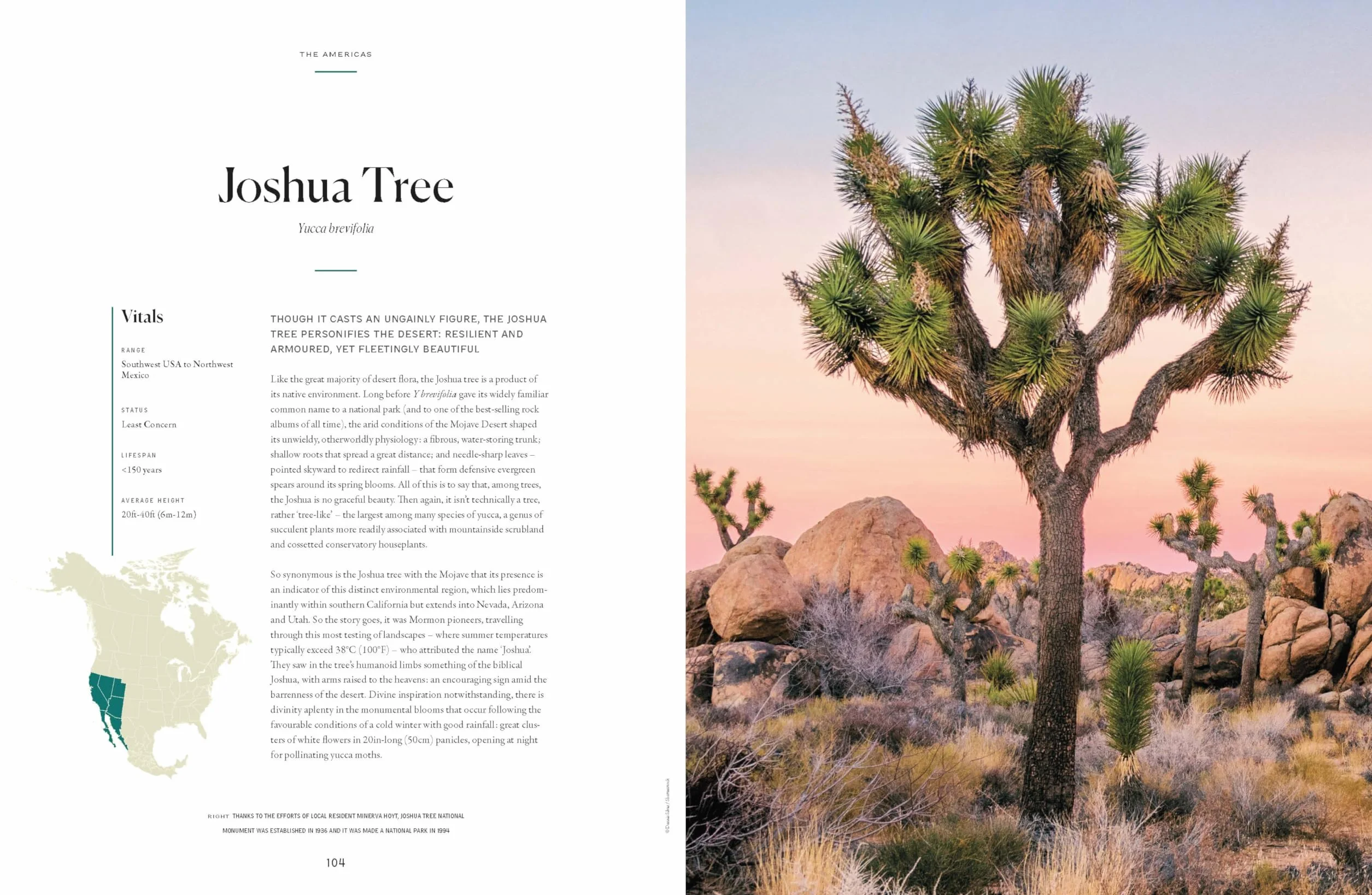 The Tree Atlas 1 -anglais-: 50 Magnificent Species Across the Planet | Practical Travel Advice to See Each Natural Wonder | Exquisite Photography & Illustrations