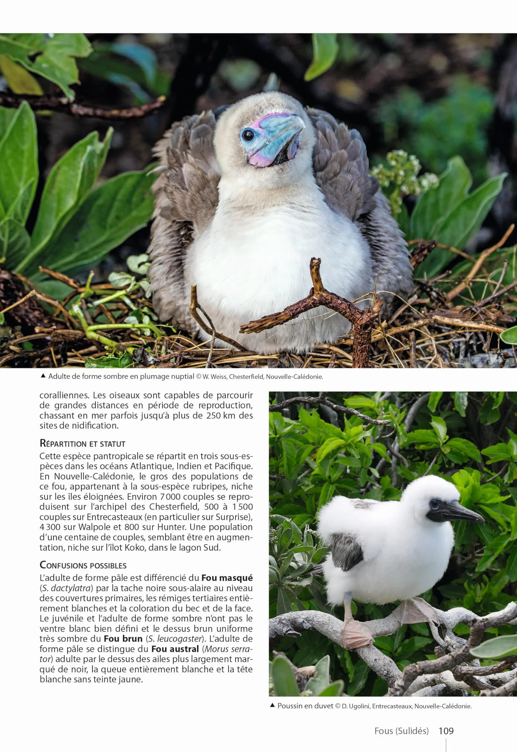 Guide des Oiseaux de Nouvelle-Calédonie: Grande Terre, Iles Loyauté et archipels éloignés