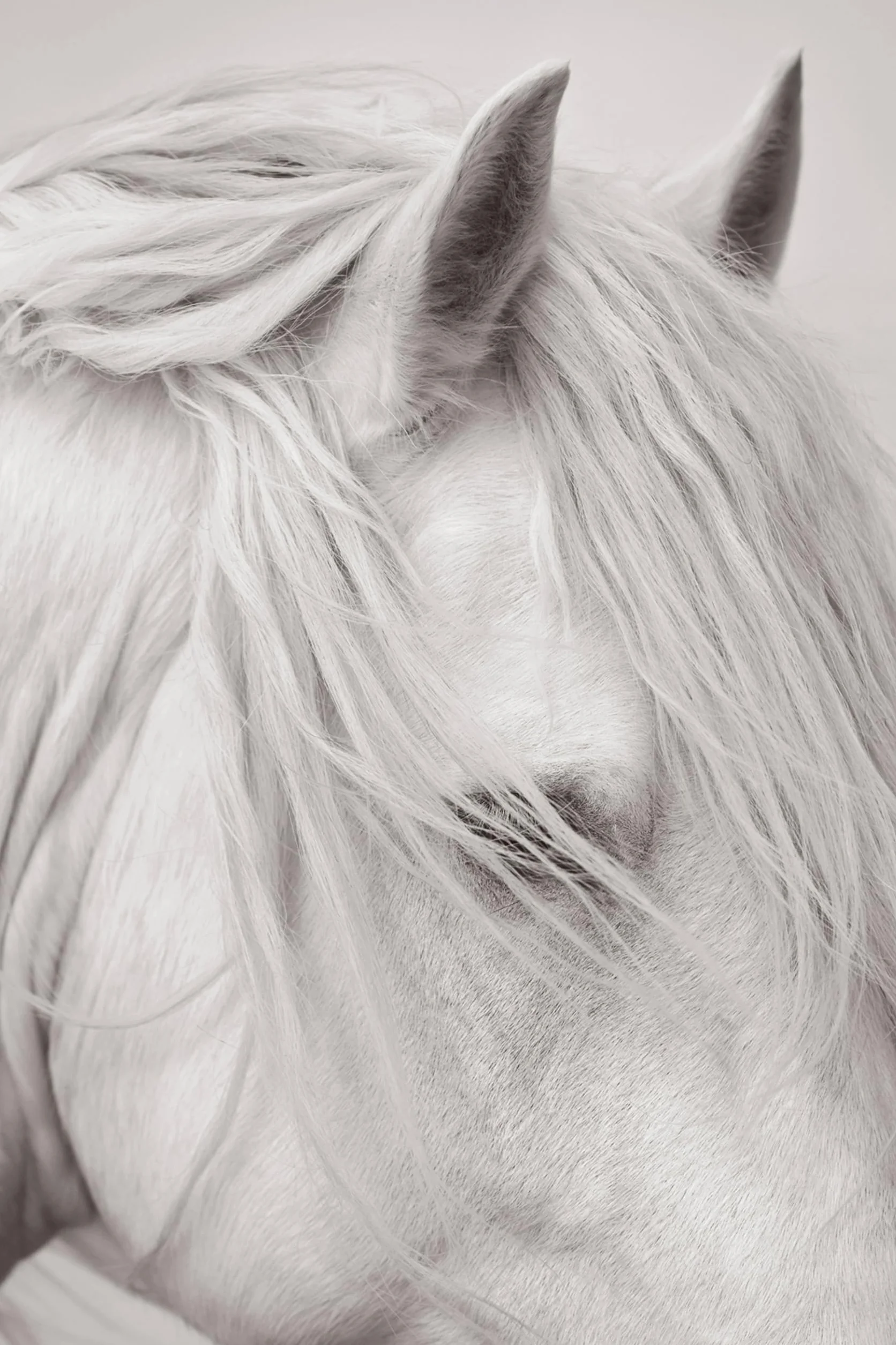 Untamed Spirits: Horses from Around the World