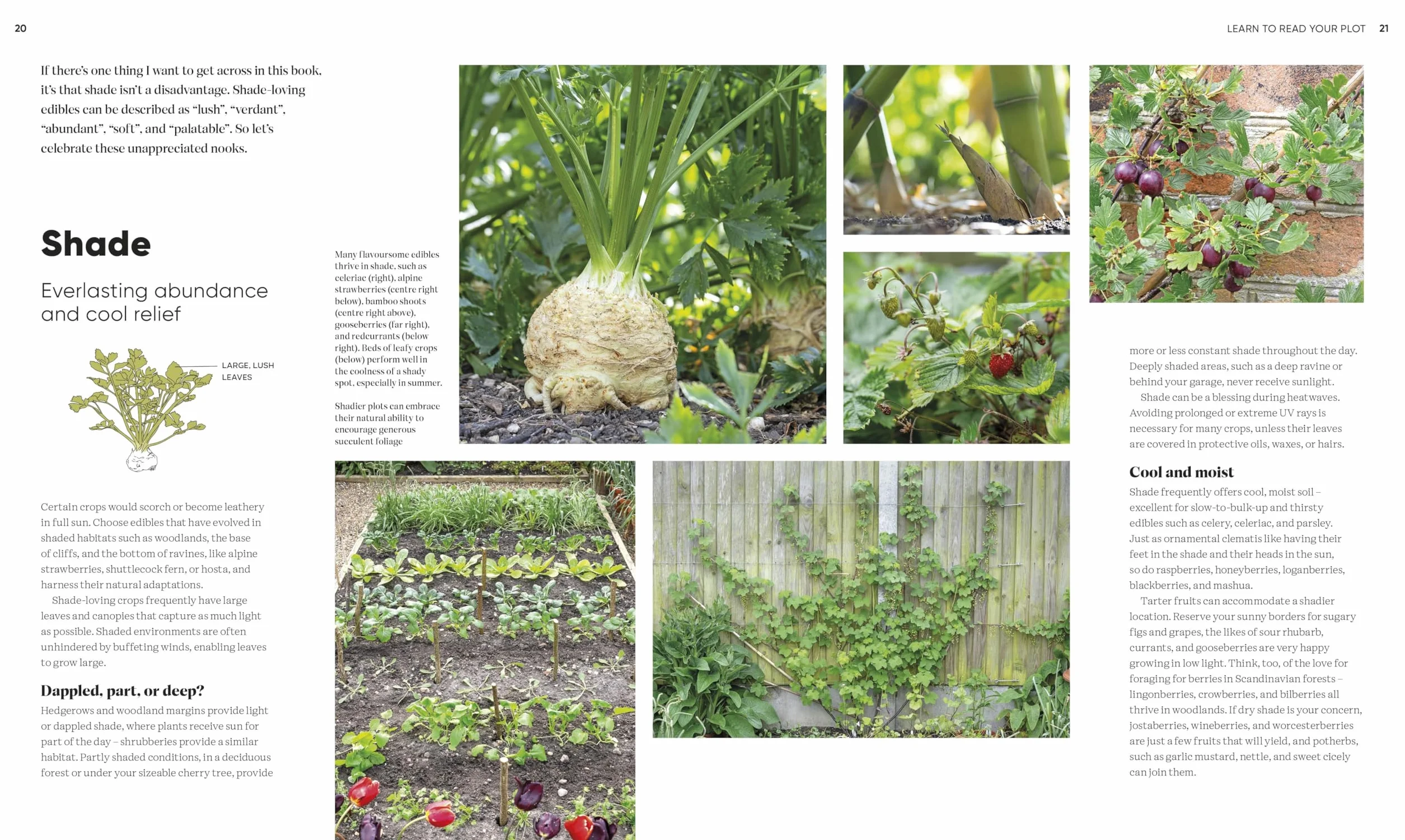 RHS Grow Food Anywhere: How to Plant the Right Crops in the Right Place and Help Your Garden Thrive