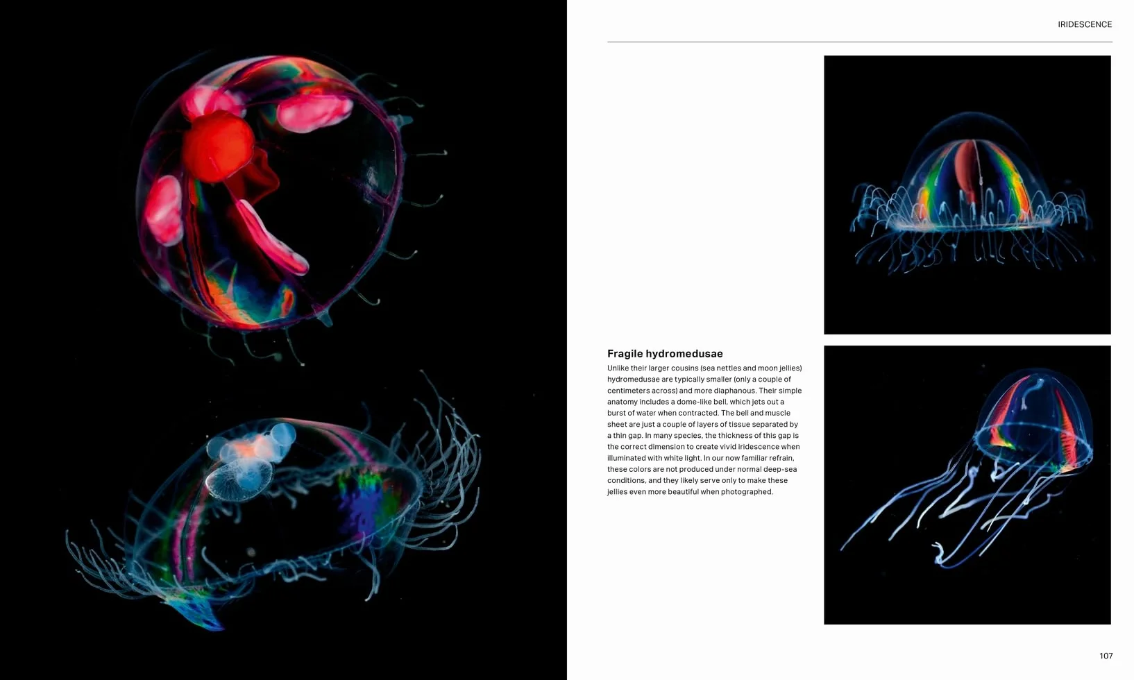 The Radiant Sea: Color and Light in the Underwater World