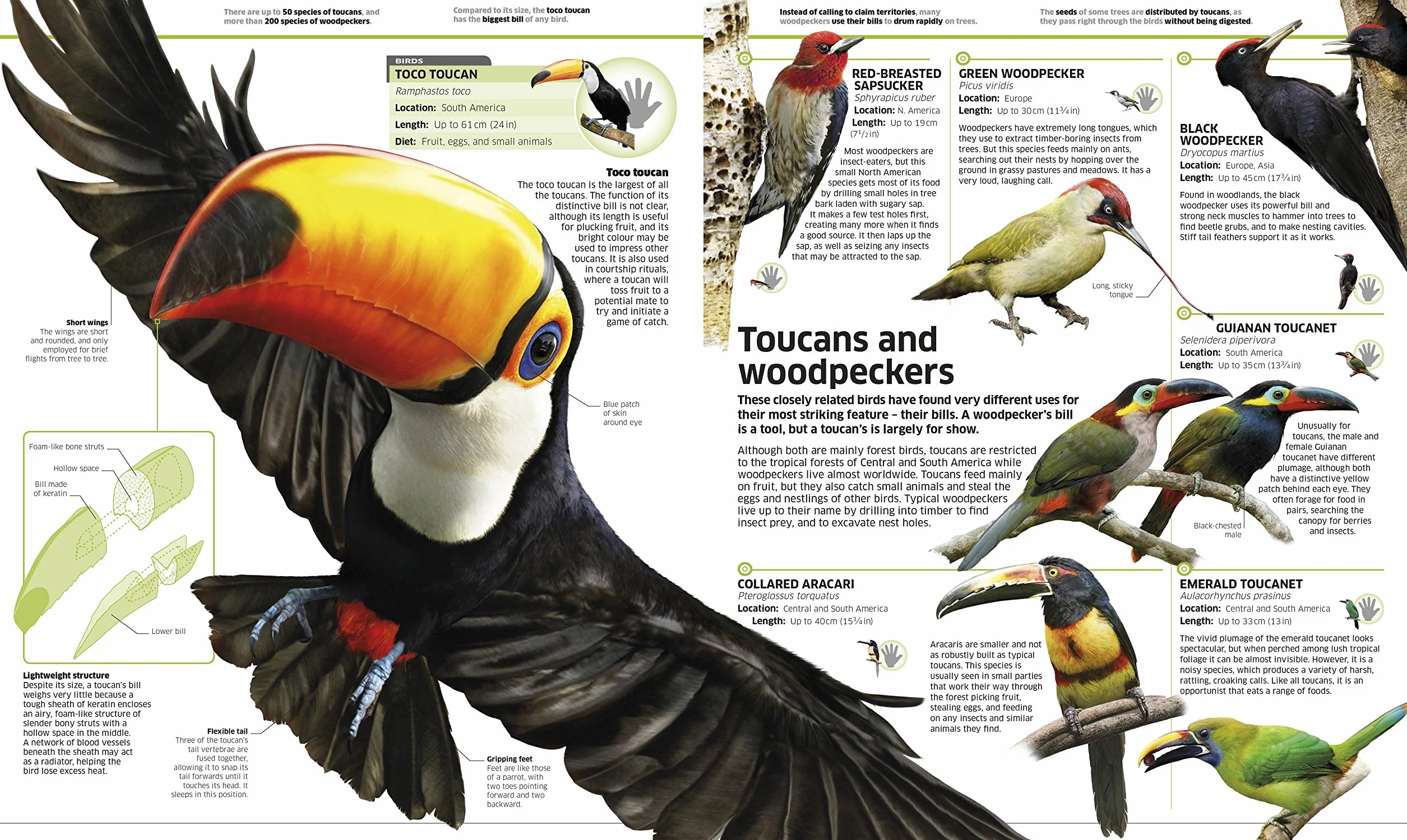 Knowledge Encyclopedia Animal!: The Animal Kingdom as you've Never Seen it Before