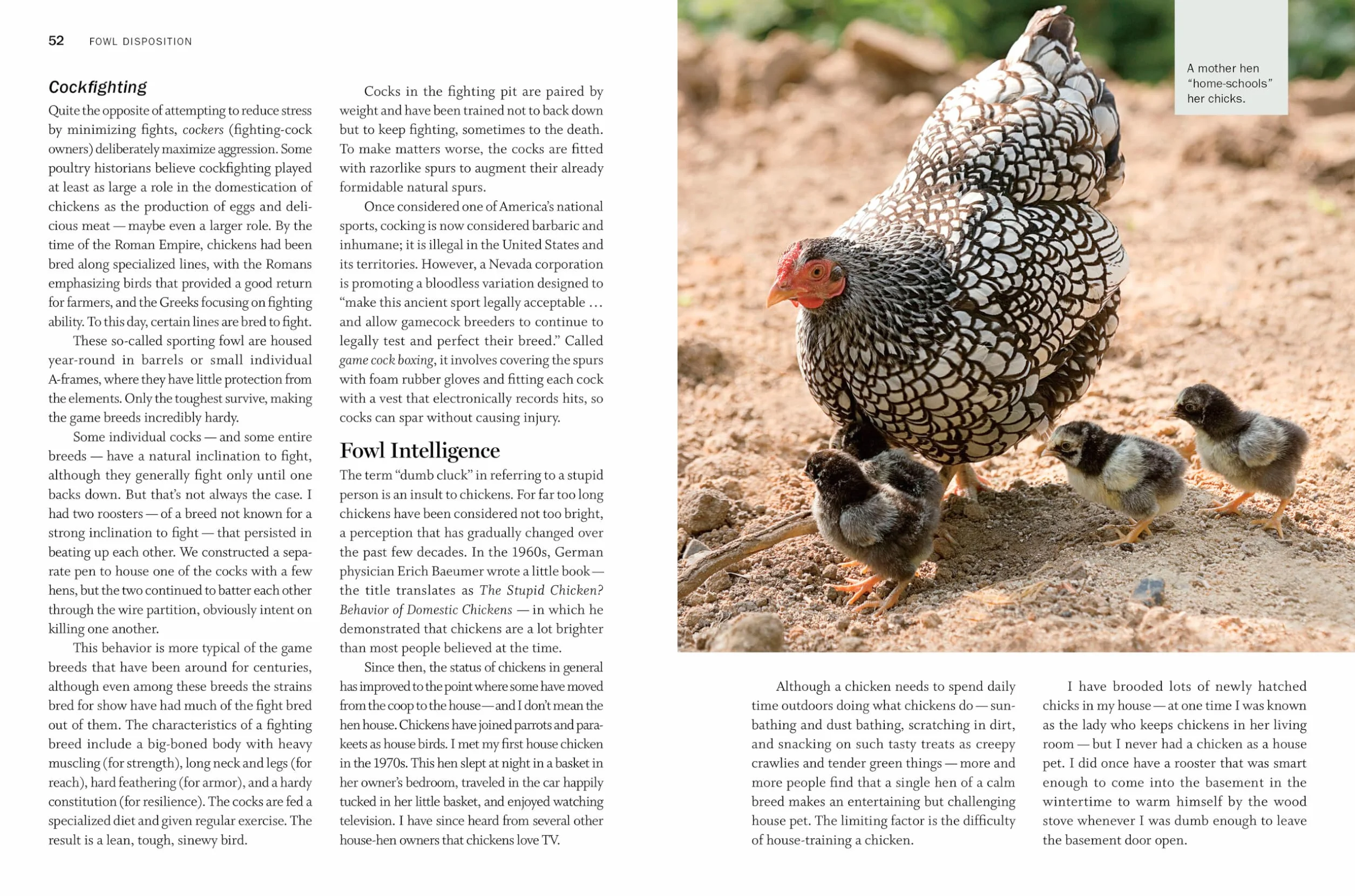 Storey's Guide to Raising Chickens, 4th Edition: Breed Selection, Facilities, Feeding, Health Care, Managing Layers & Meat Birds
