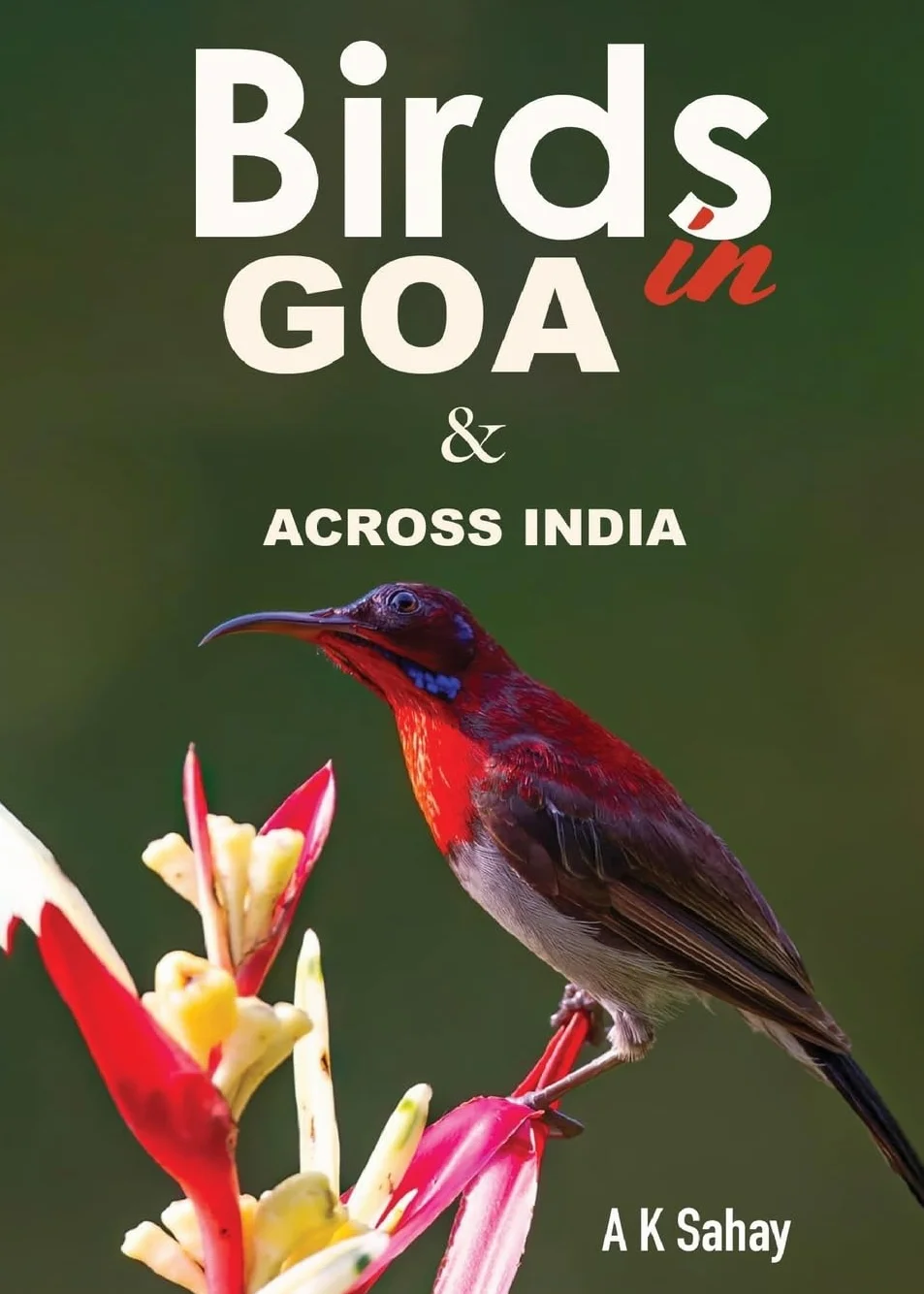 Birds in Goa & Across India