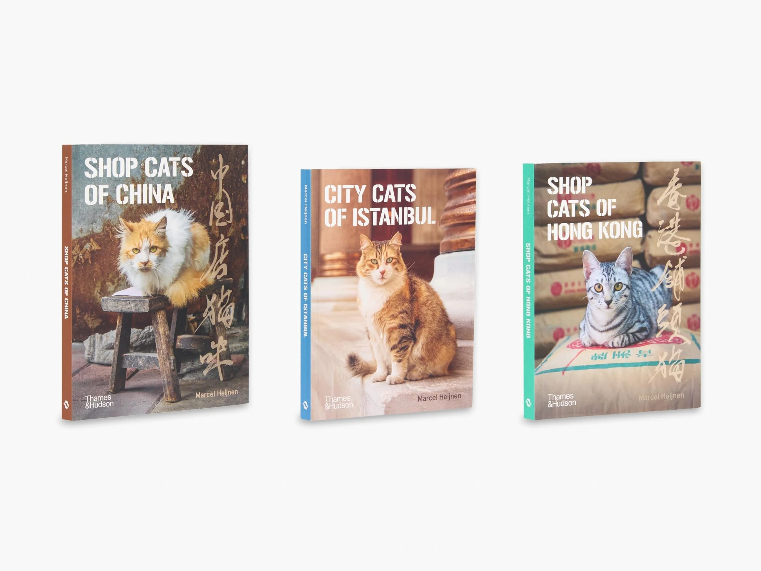 City Cats of Istanbul /anglais