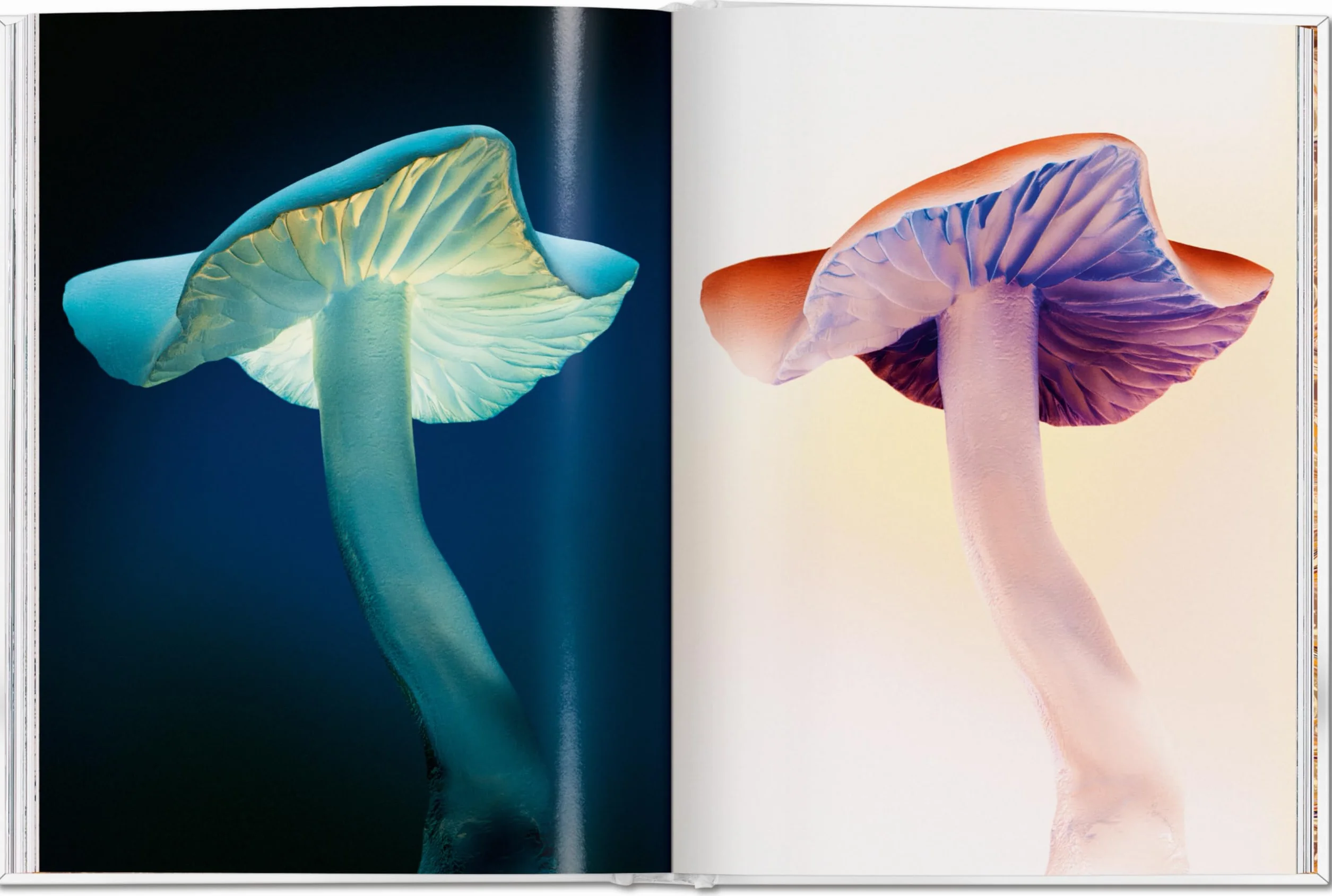The Gourmand's Mushroom: A Collection of Stories & Recipes