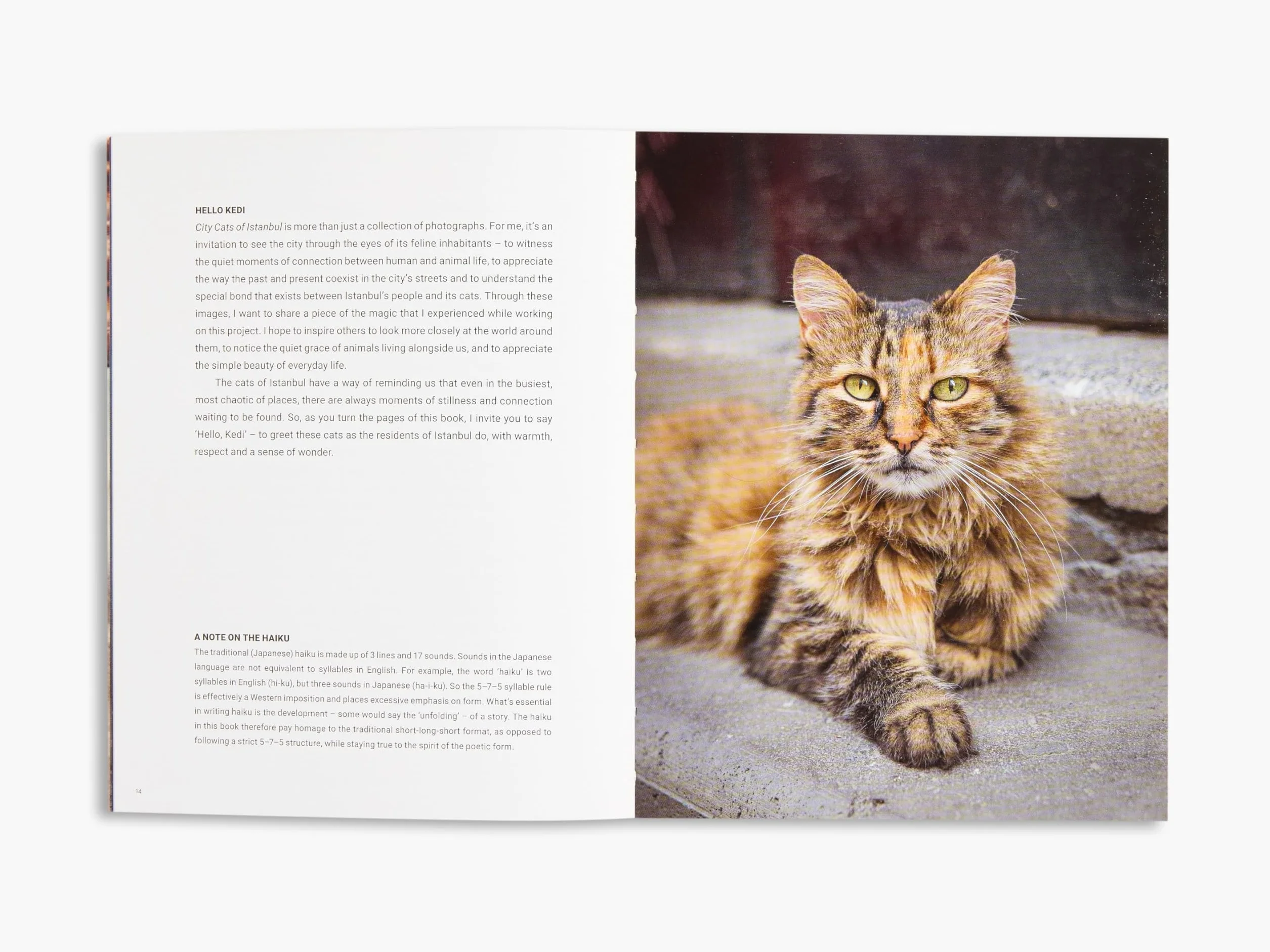 City Cats of Istanbul /anglais