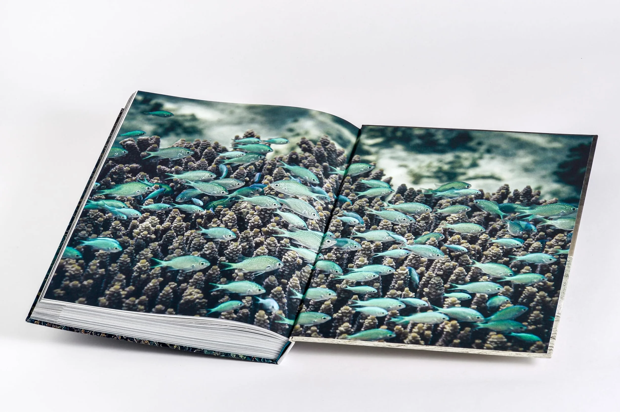 Wilder Ozean: Eine Reise in die ungezähmte Natur der Weltmeere. Opulenter Coffee-Table-Band mit über 200 faszinierenden Fotografien