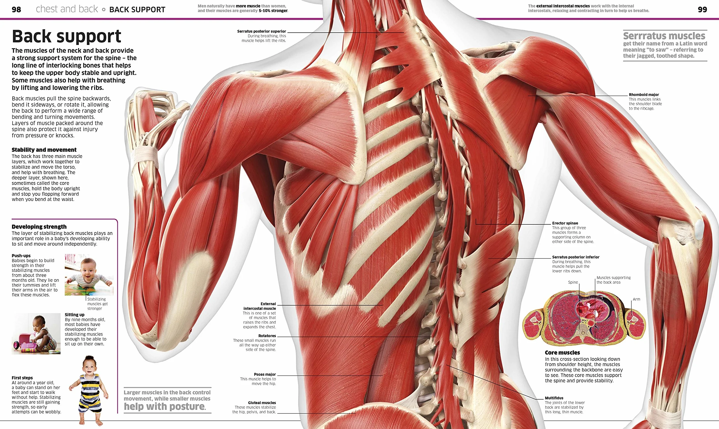 Knowledge Encyclopedia Human Body! (Knowledge Encyclopedias): Human Anatomy as You've Never Seen It Before