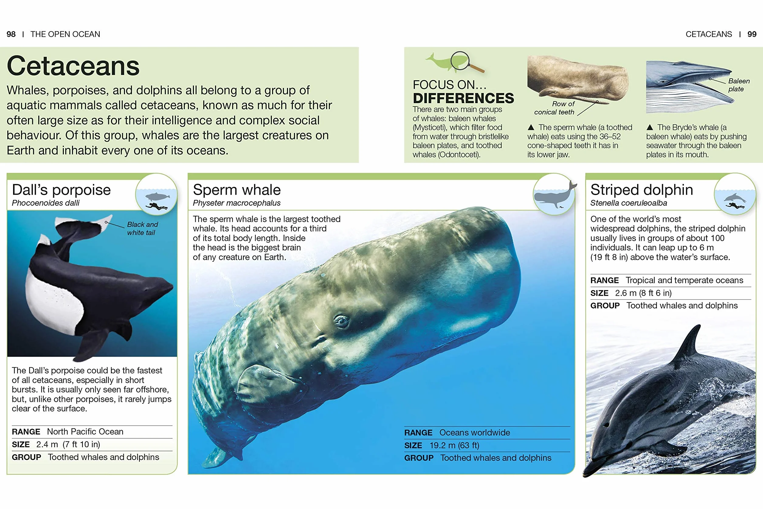 Ocean: Facts at Your Fingertips (Pocket Eyewitness)