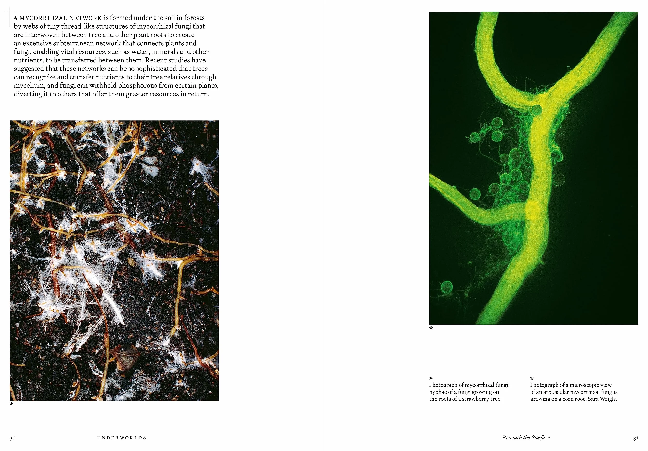 Underworlds: A compelling journey through subterranean realms, real and imagined /anglais