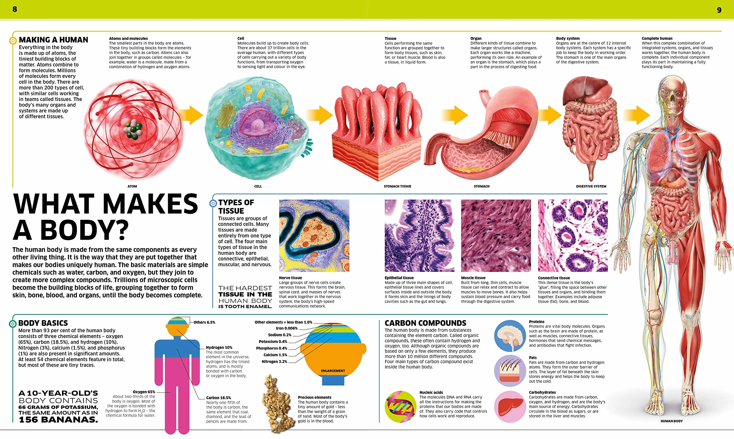 Knowledge Encyclopedia Human Body! (Knowledge Encyclopedias): Human Anatomy as You've Never Seen It Before