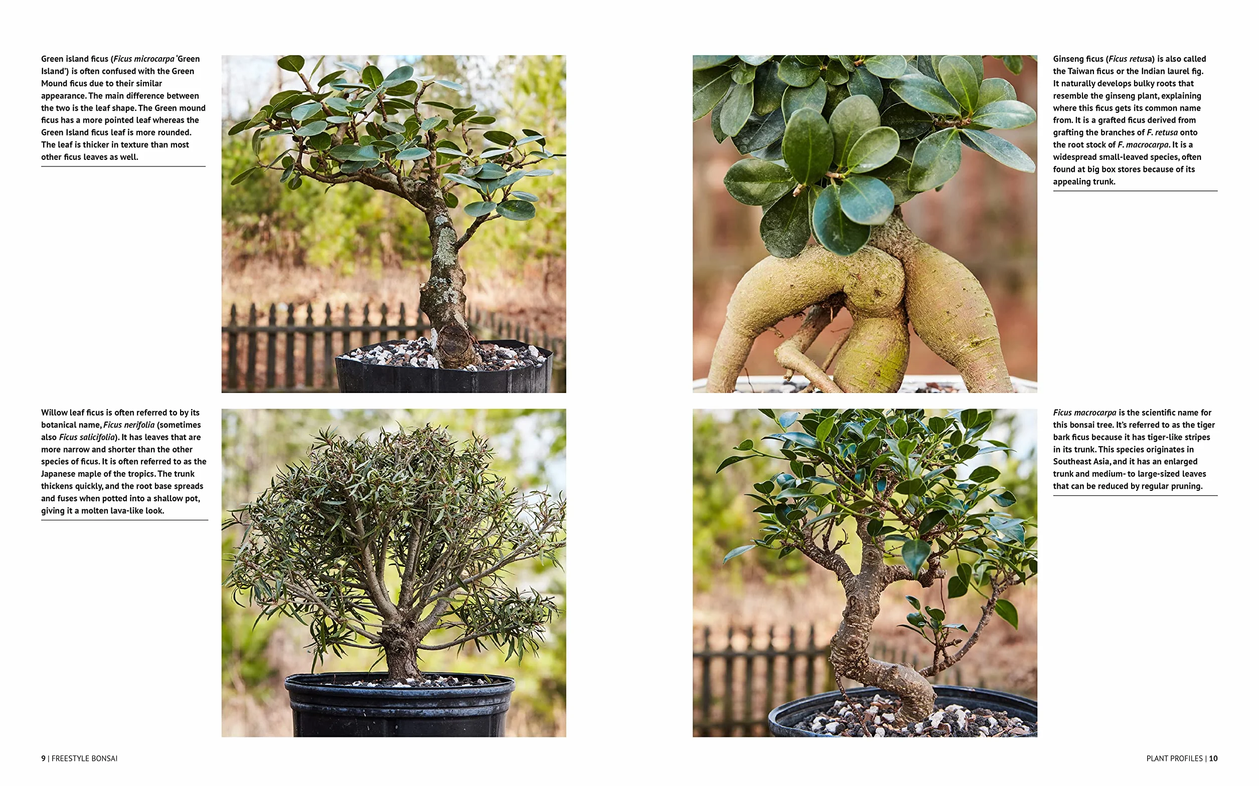 Freestyle Bonsai: How to Pot, Grow, Prune, and Shape - Bend the Rules of Traditional Bonsai