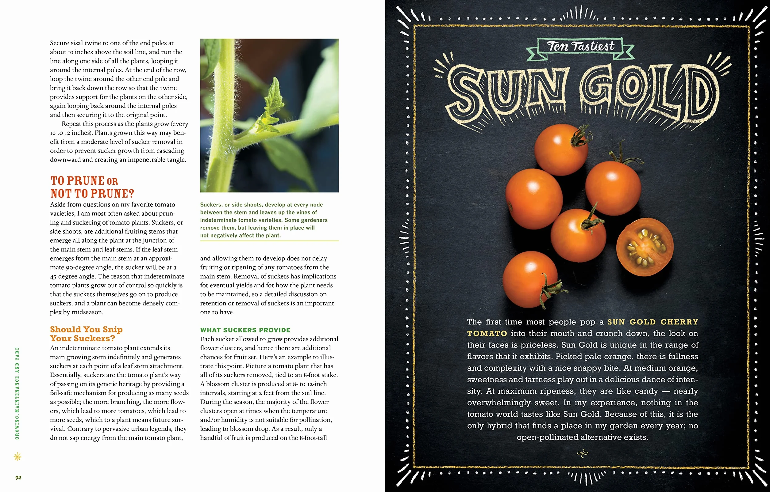 Epic Tomatoes: How to Select and Grow the Best Varieties