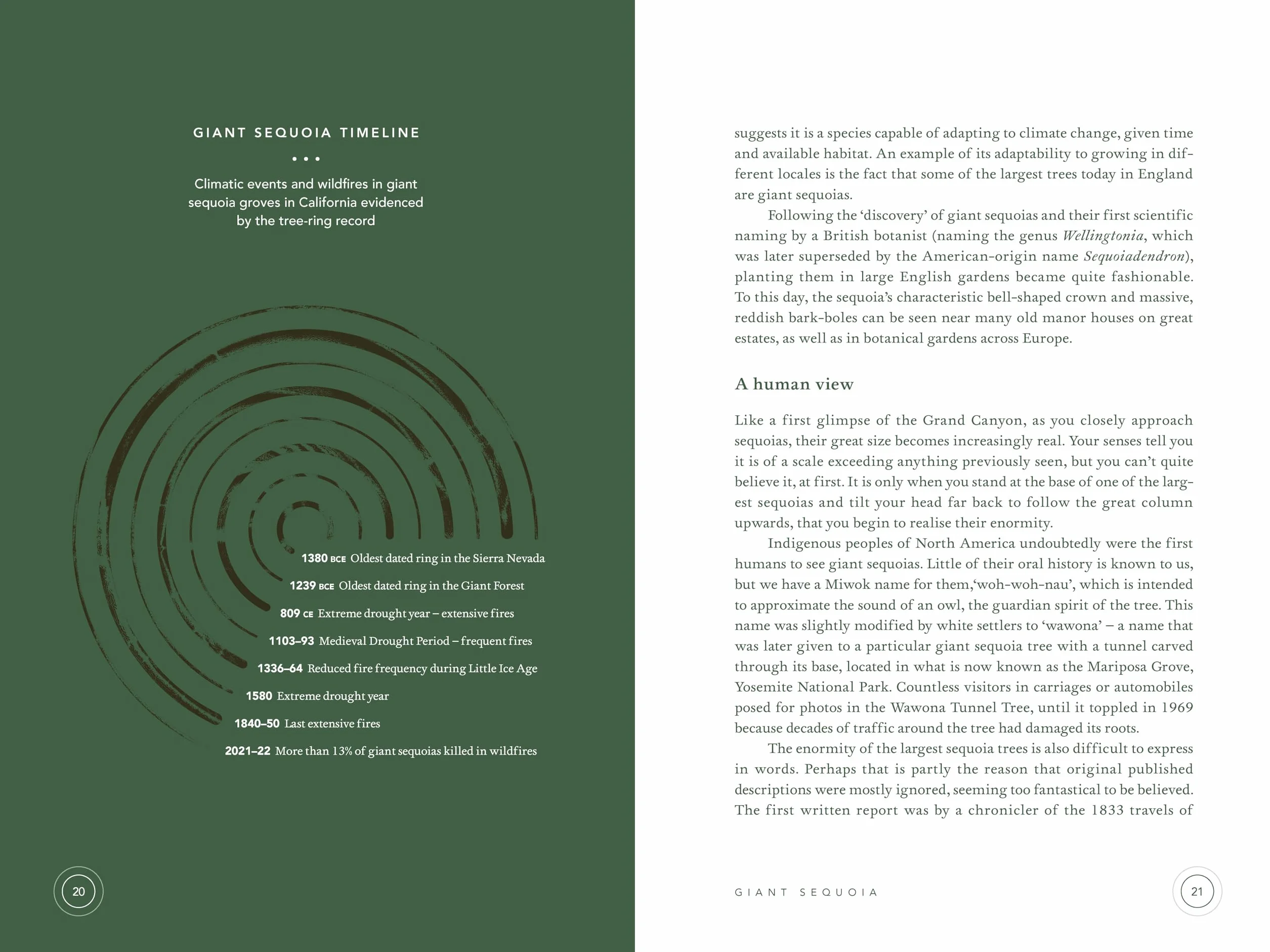 In The Circle of Ancient Trees: Our Oldest Trees and the Stories they Tell