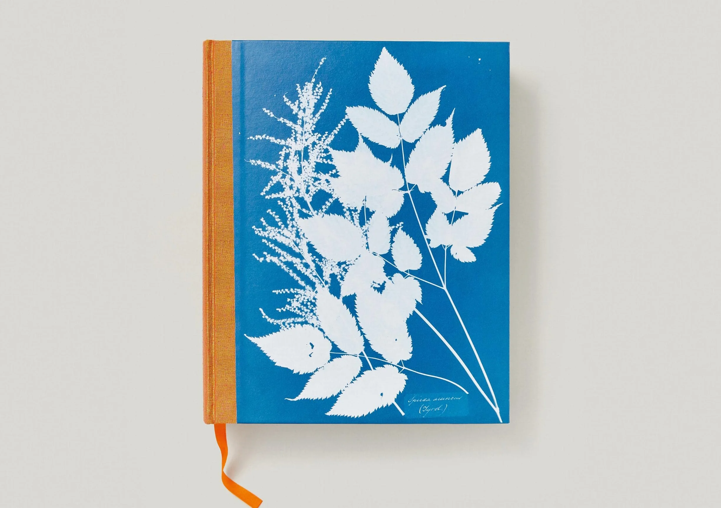 Anna Atkins. Cyanotypes
