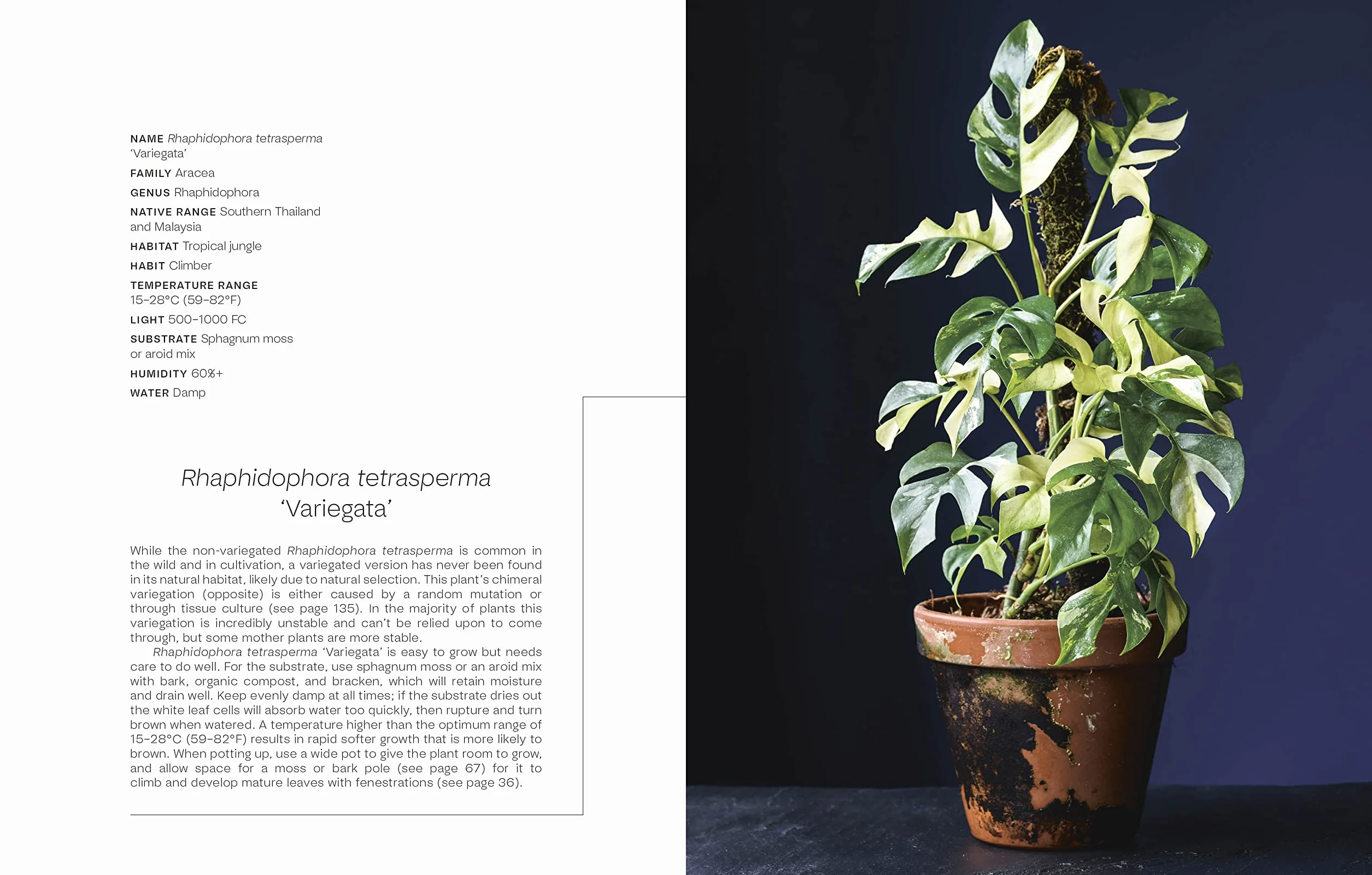 Not Another Jungle: Comprehensive Care for Extraordinary Houseplants